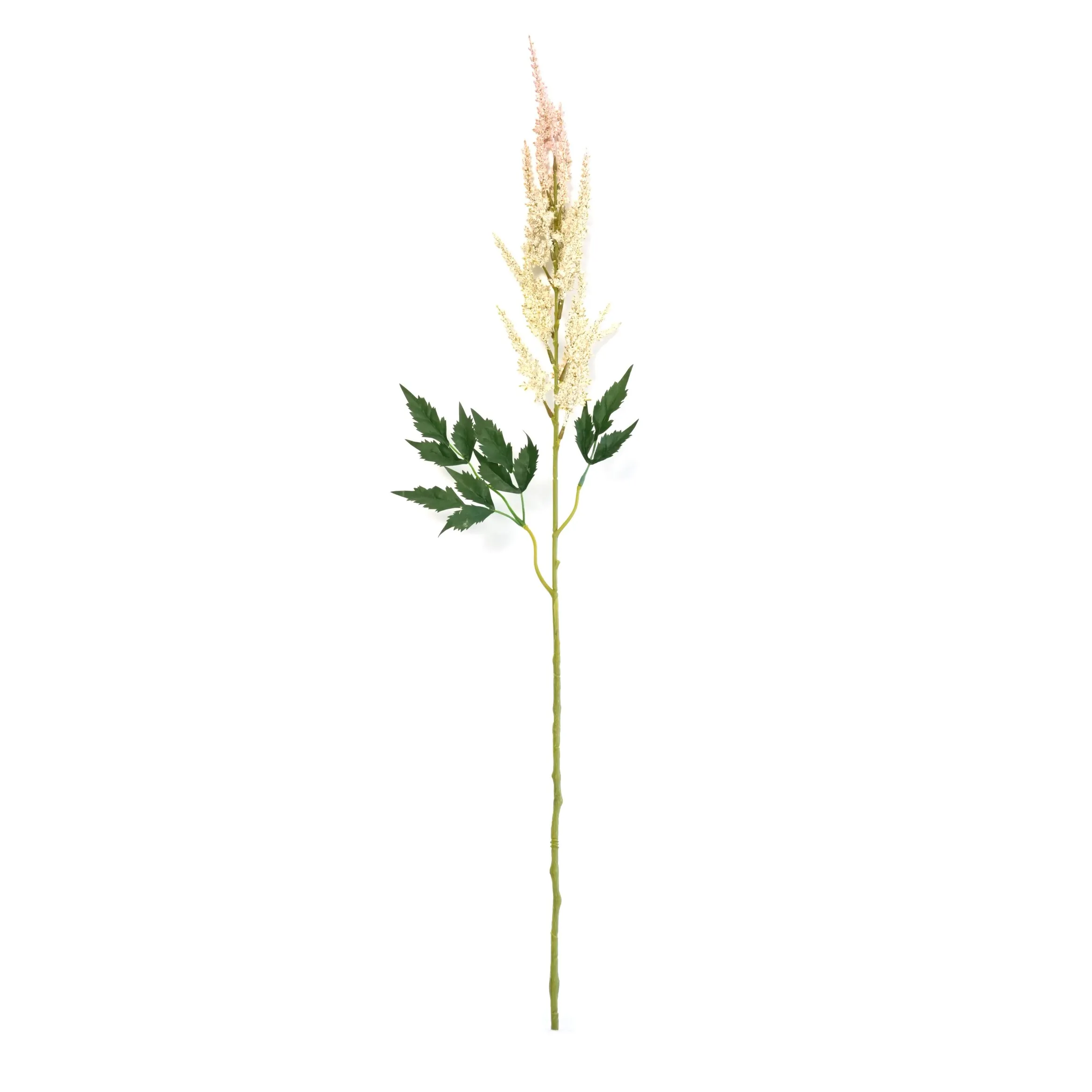 Astilbe chenis