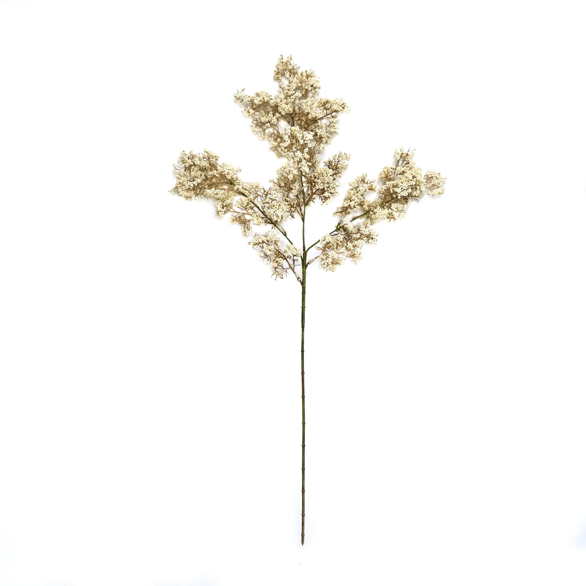 Unum hiems viridi fructum