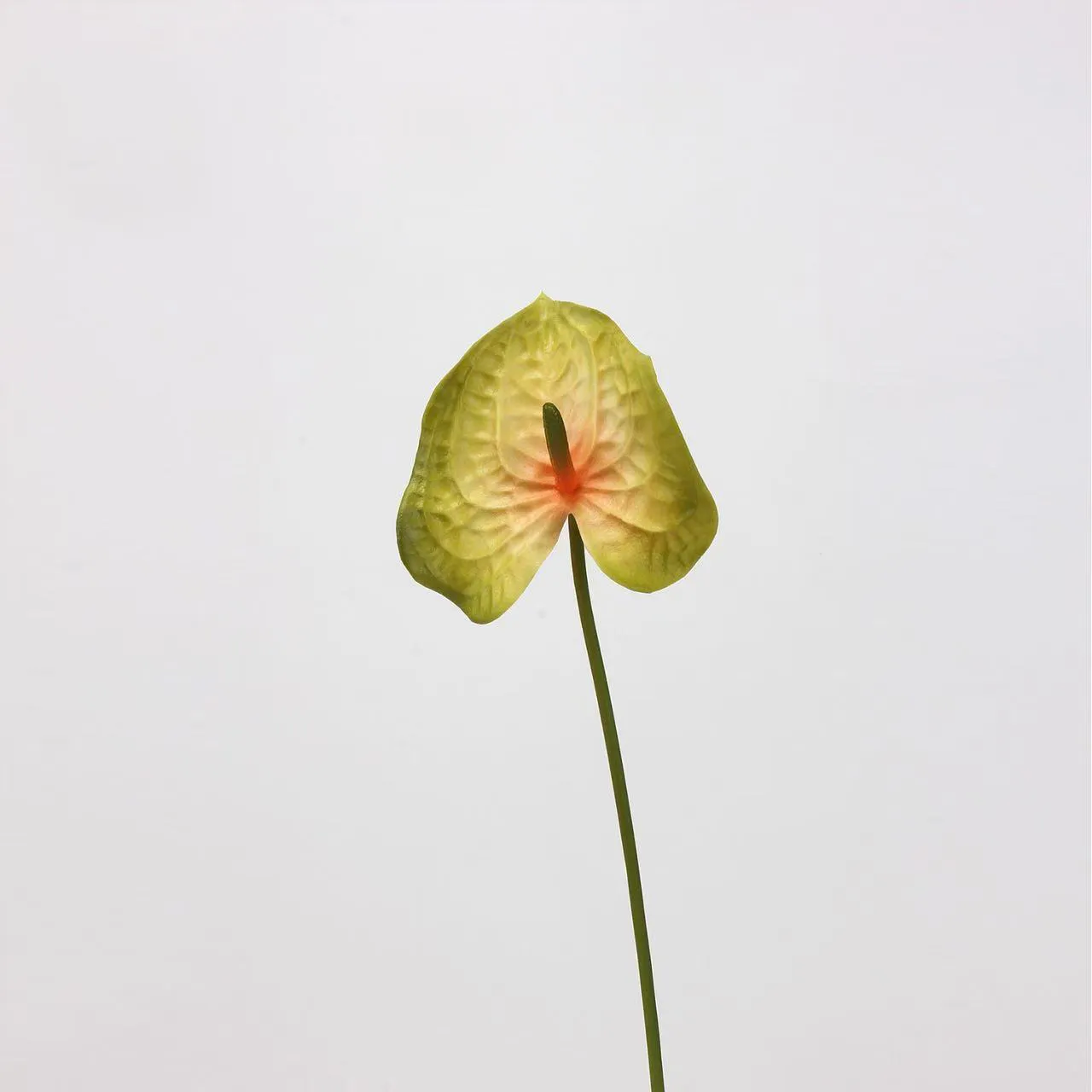 anthurium palmam