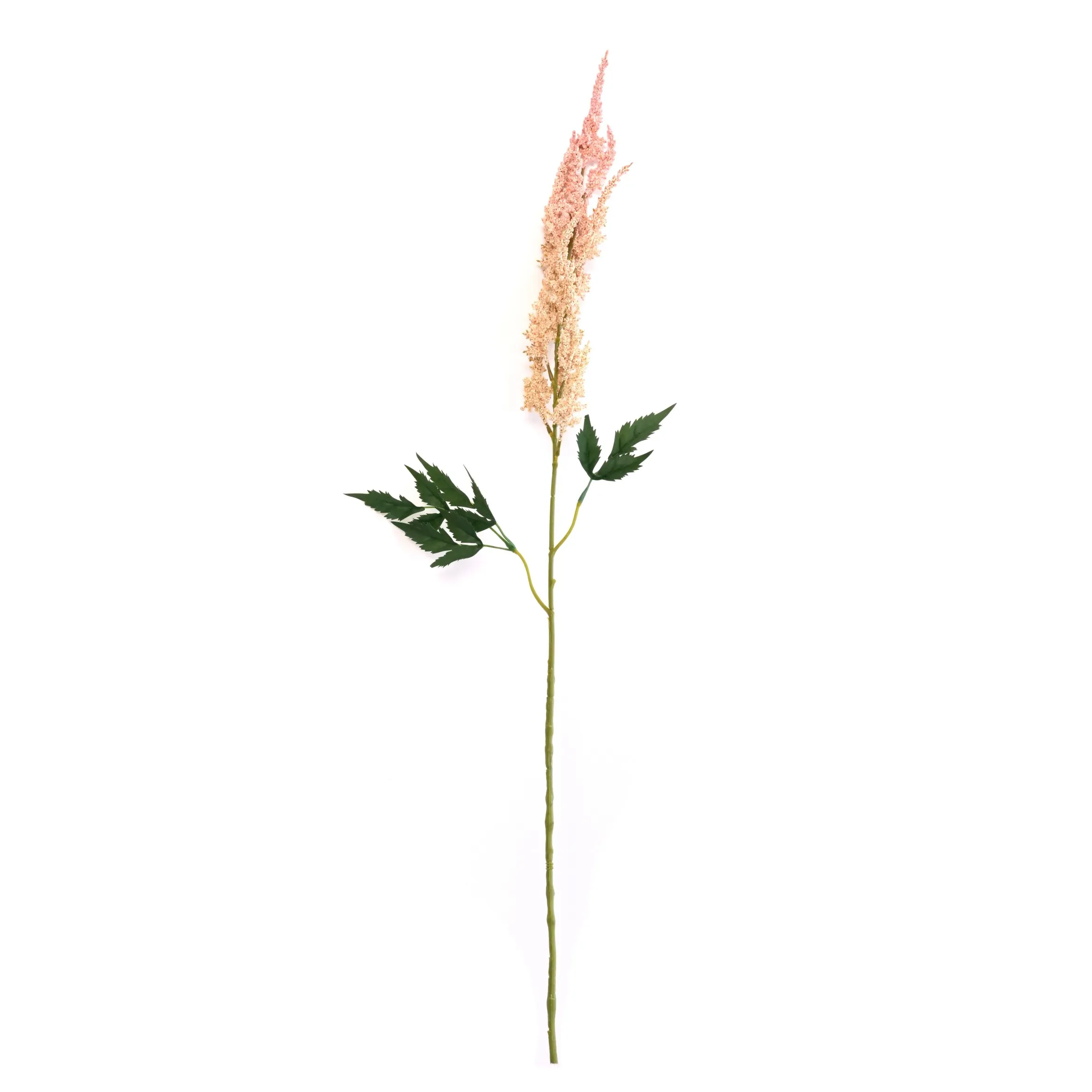 Astilbe chenis
