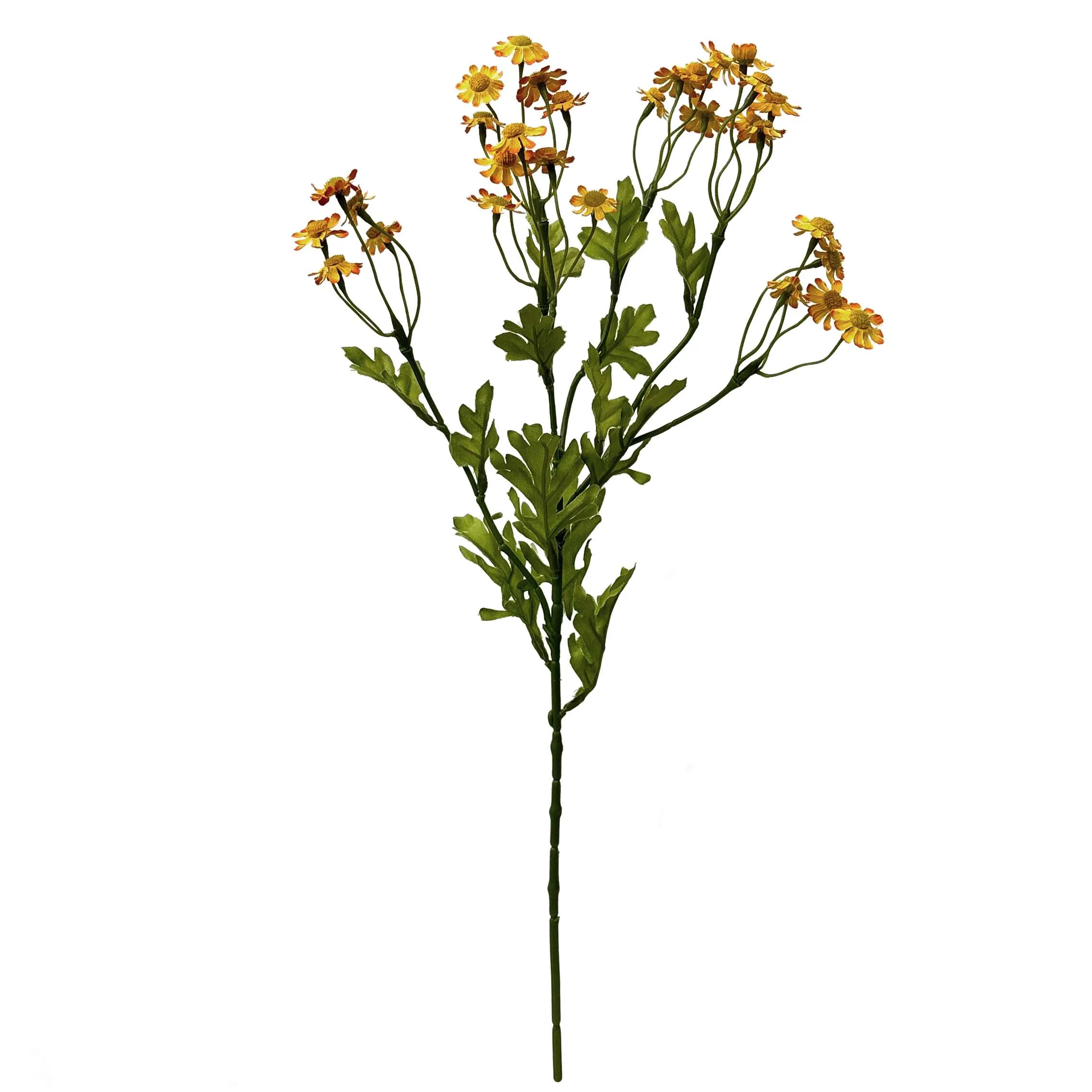 Unum parum primula