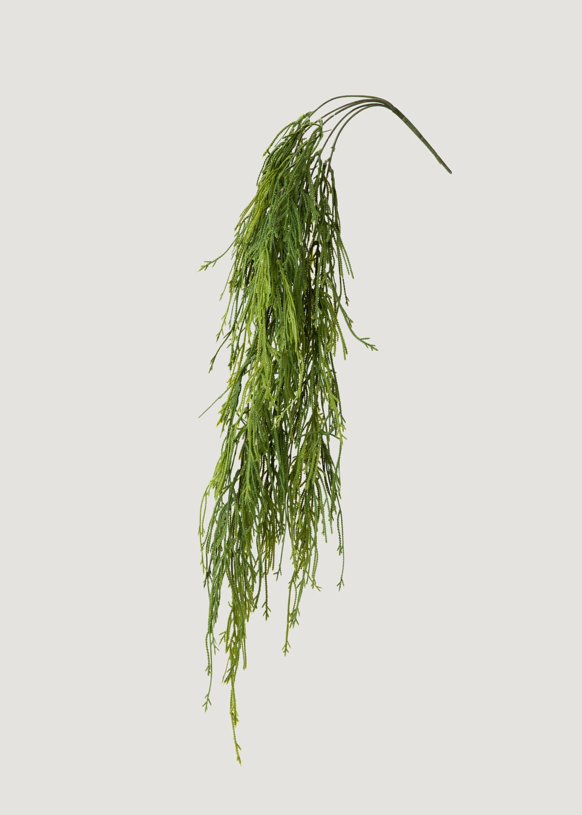Indoor_outdoor fake tentorium musco Fern herba incipiens a C