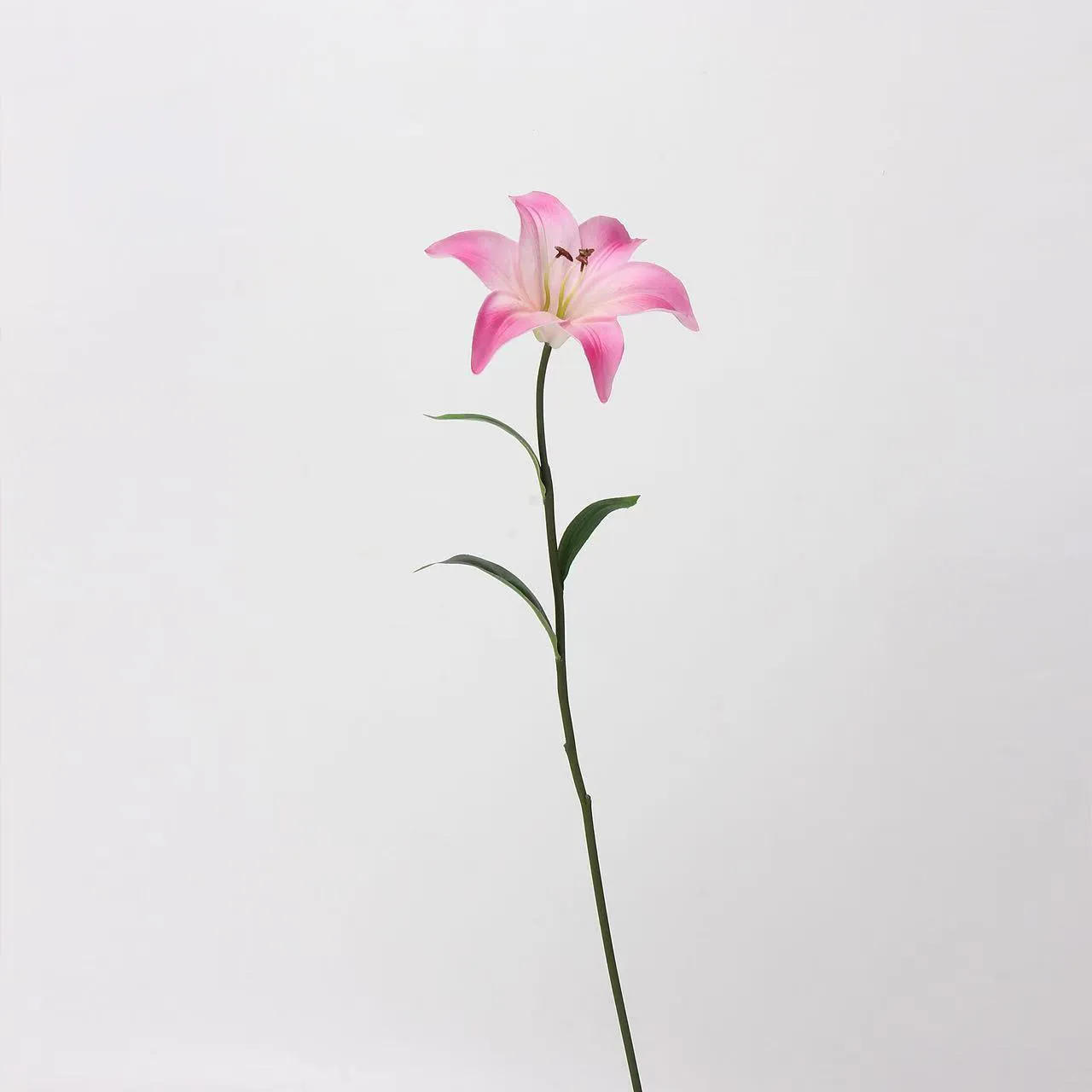 Amans lilium
