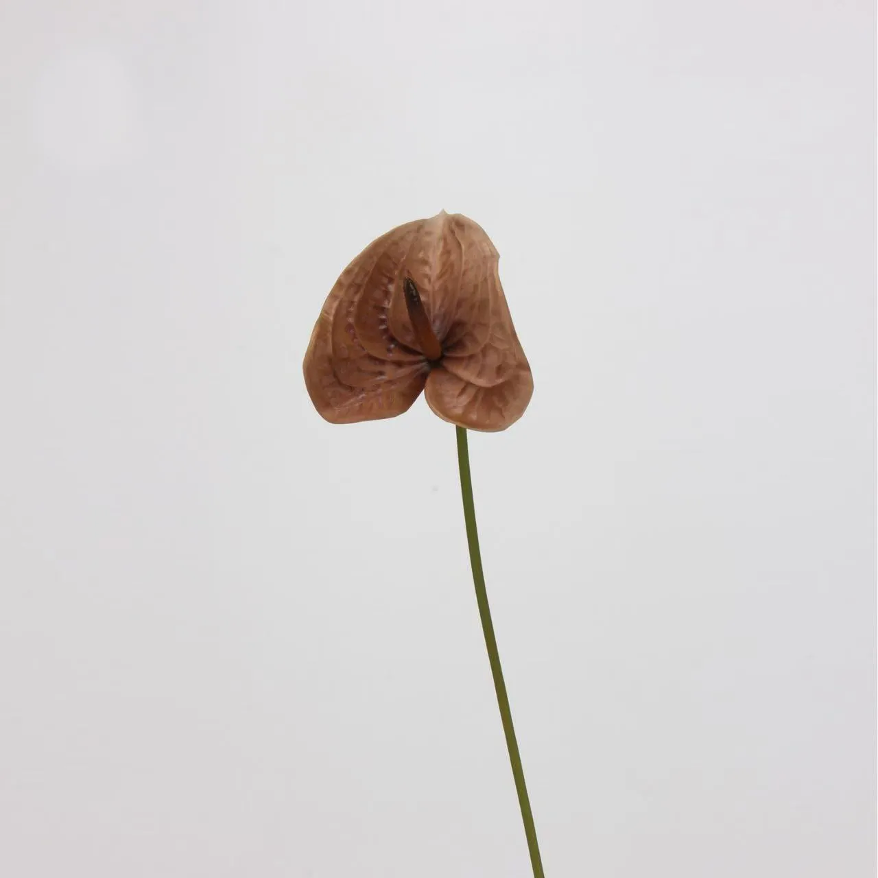 anthurium palmam