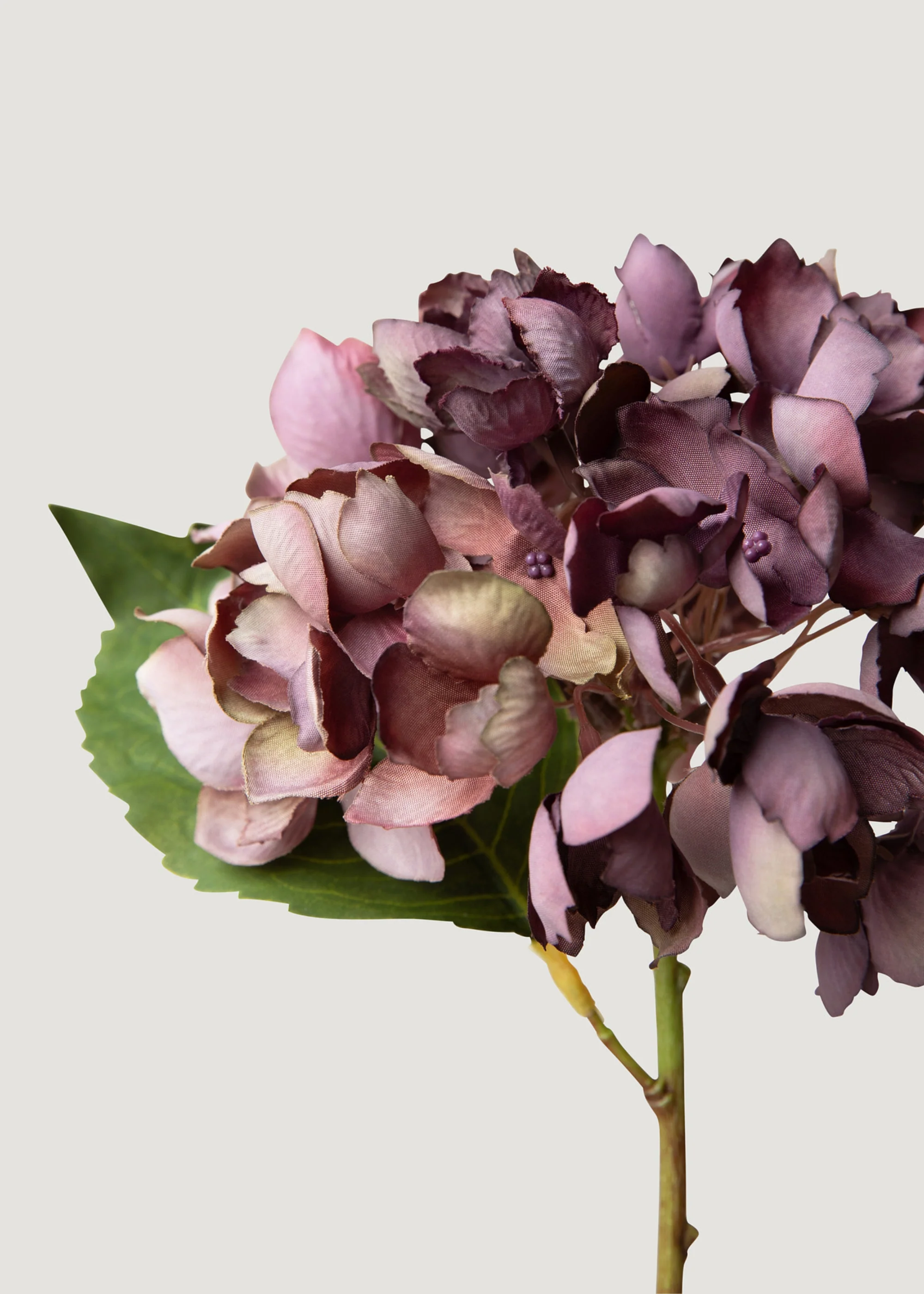 Exaruit vultus fake Hydrangea flos