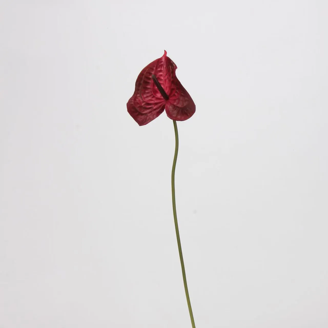 anthurium palmam