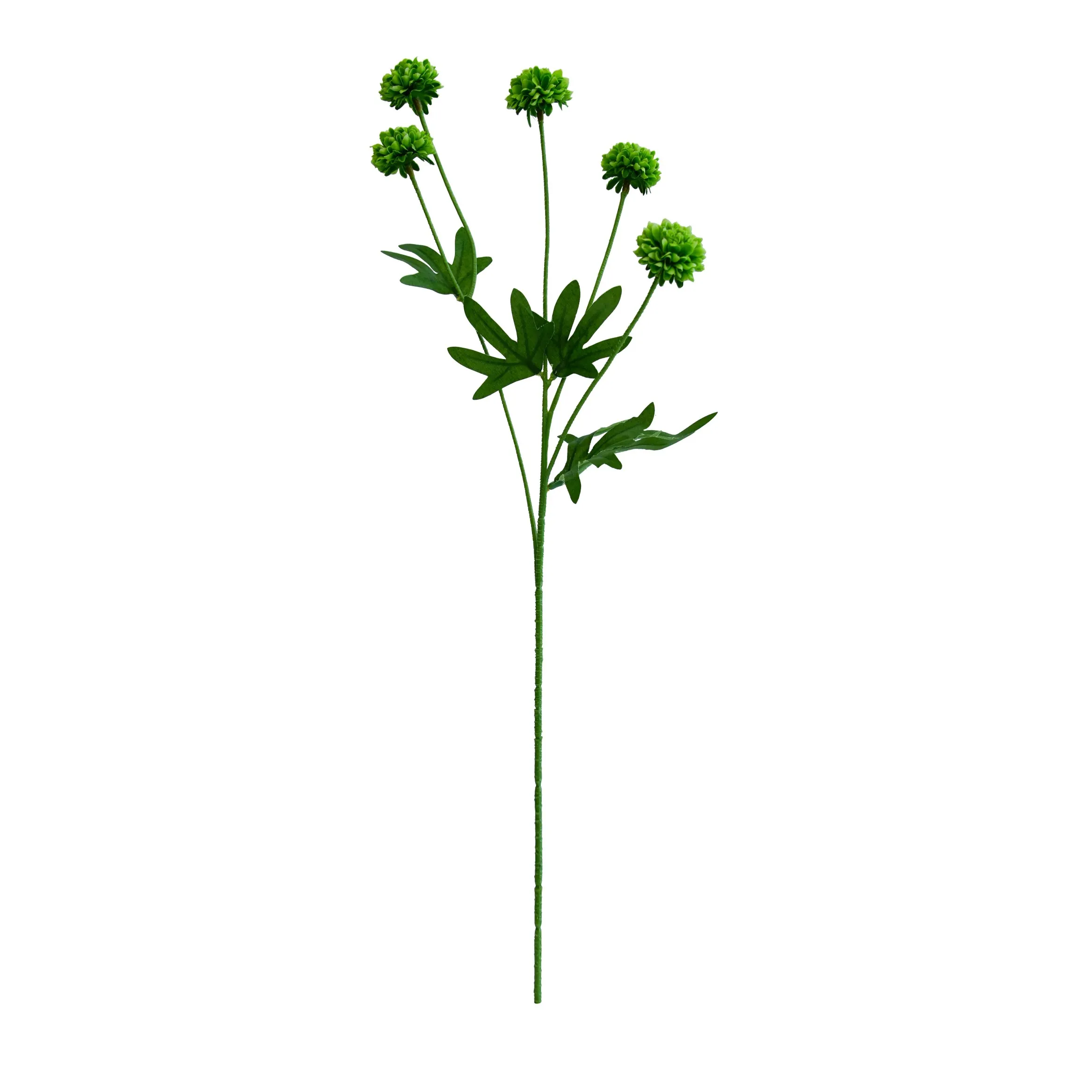 Unum chrysanthemum