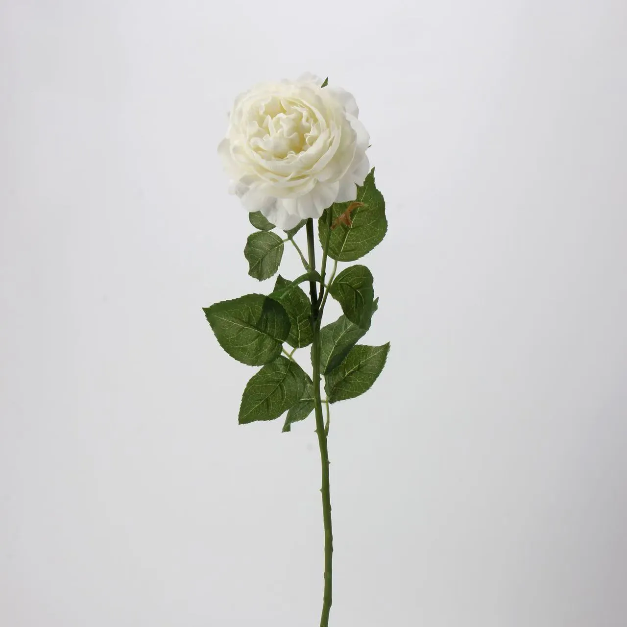 R. Lotus Rose