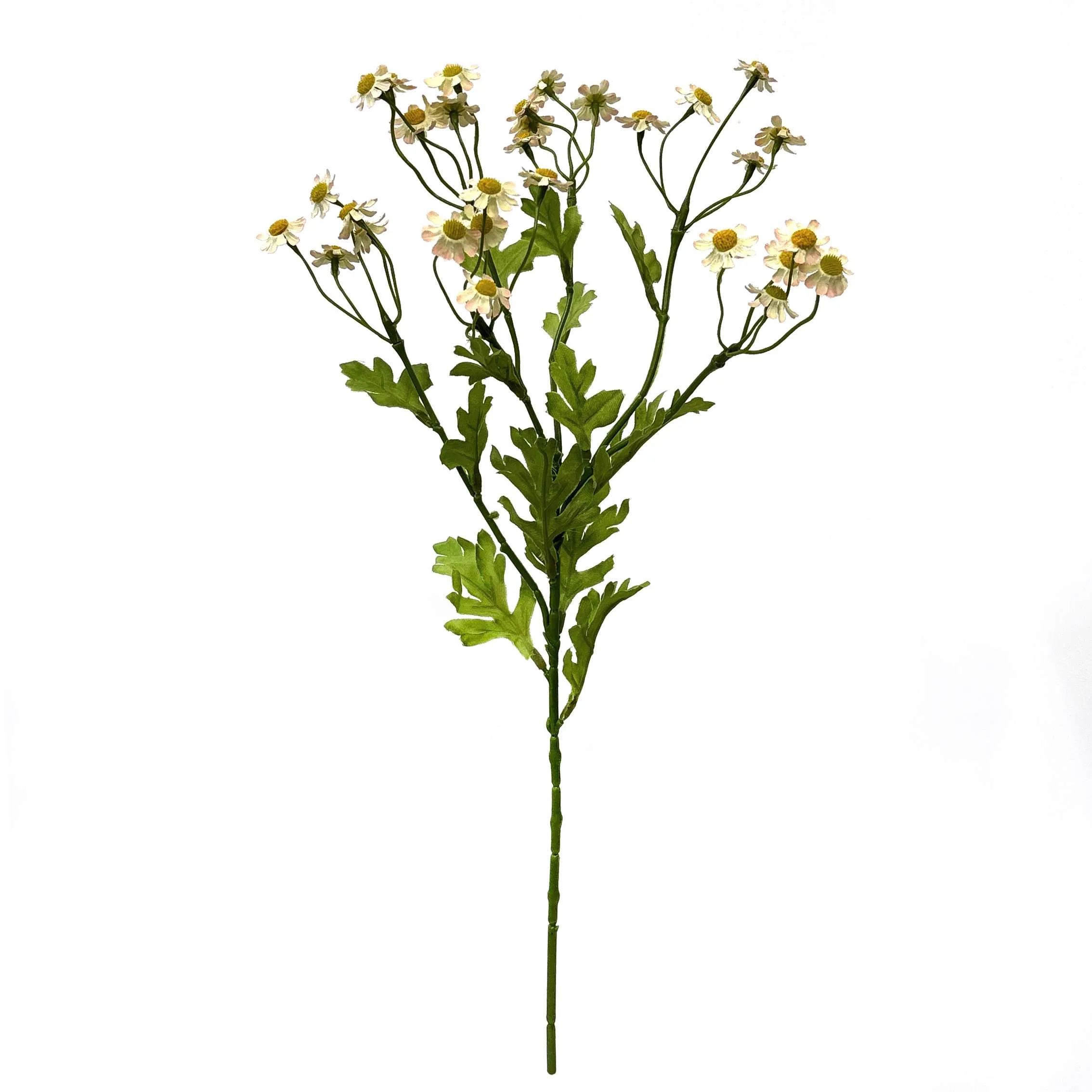 Unum parum primula