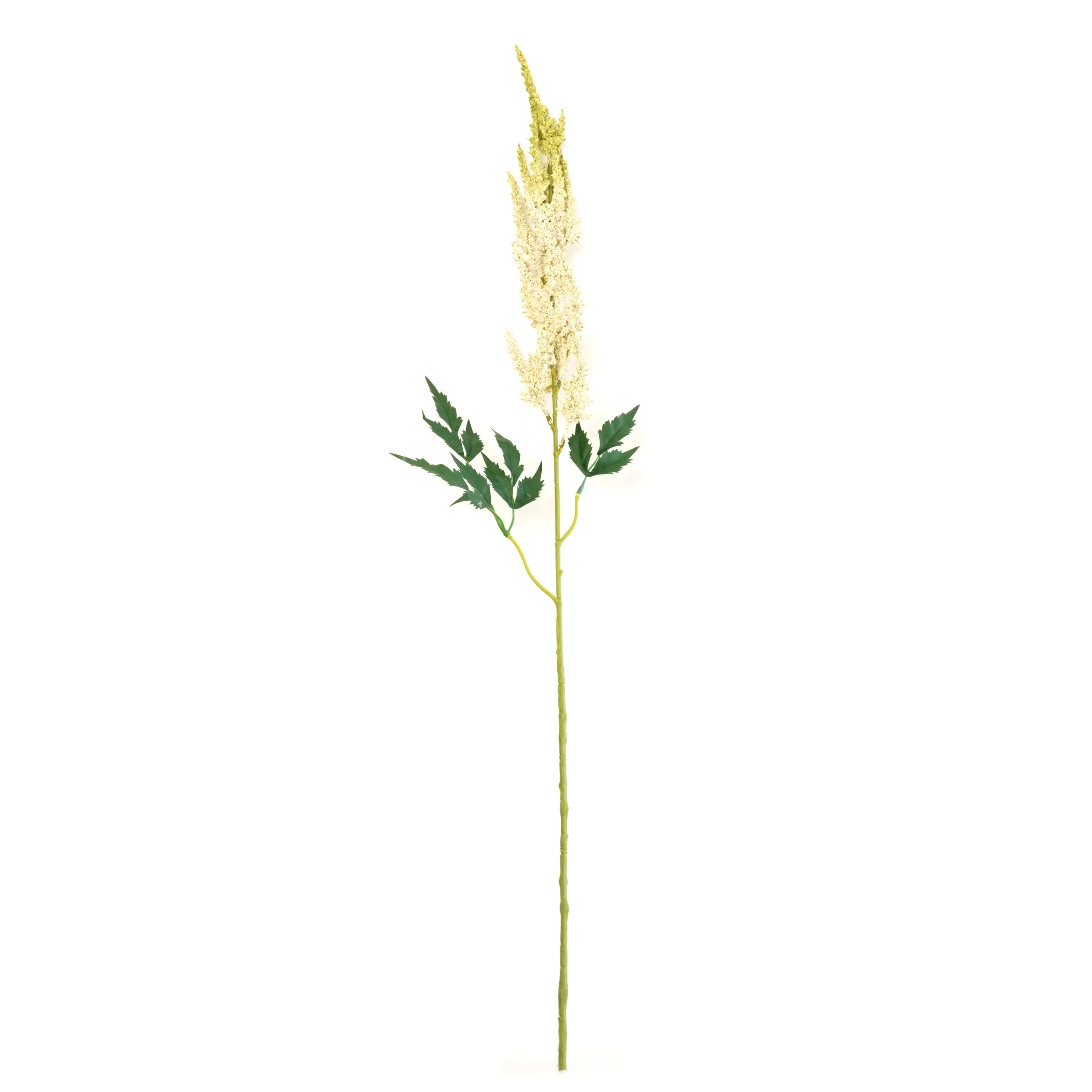 Astilbe chenis