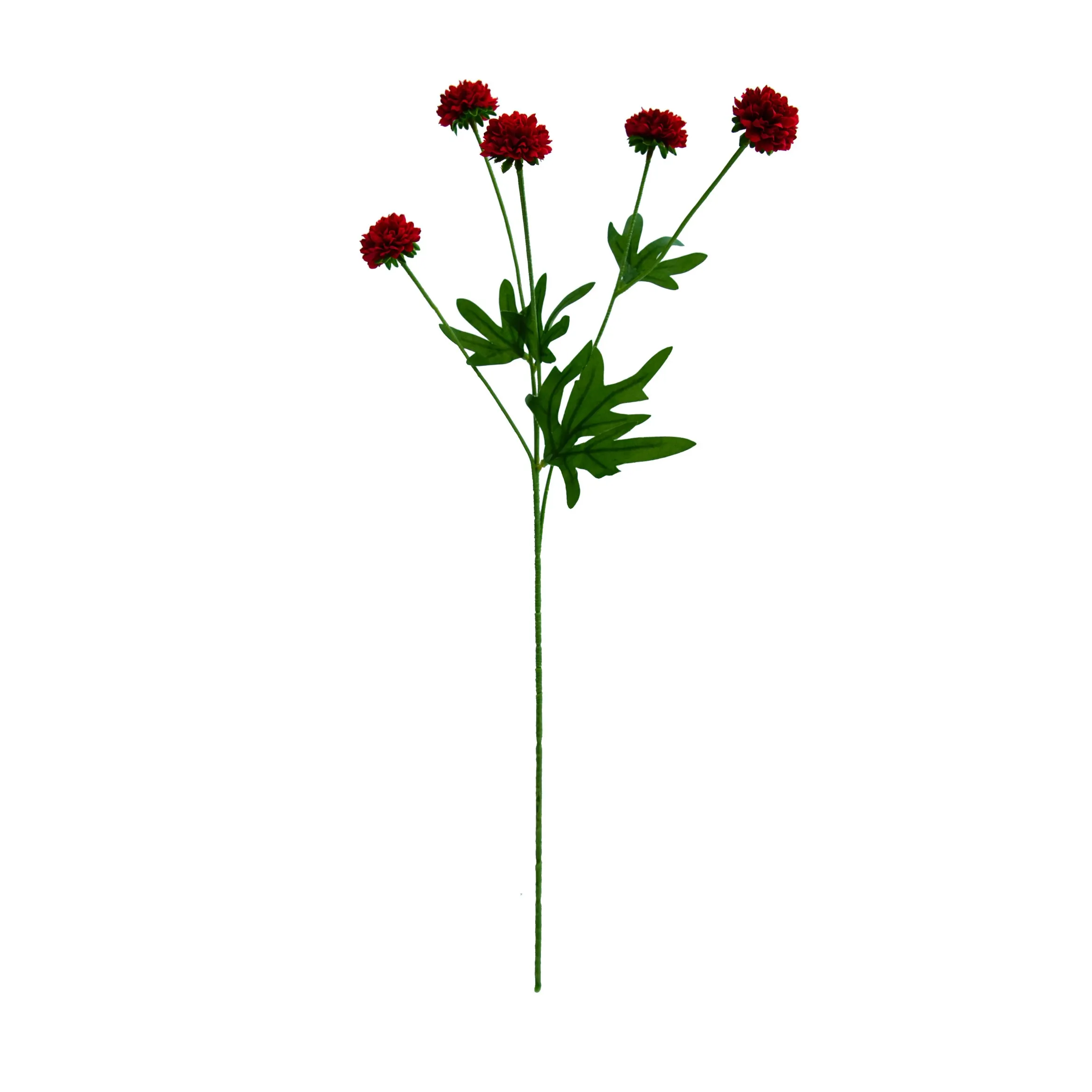 Unum chrysanthemum