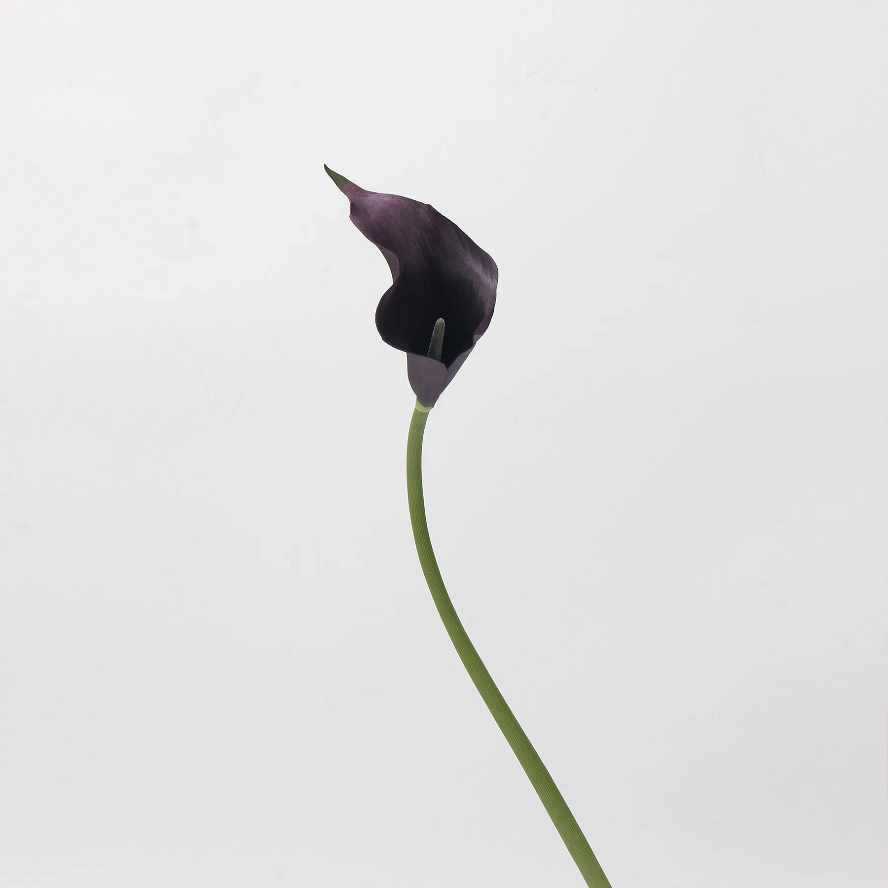 Calla lilium