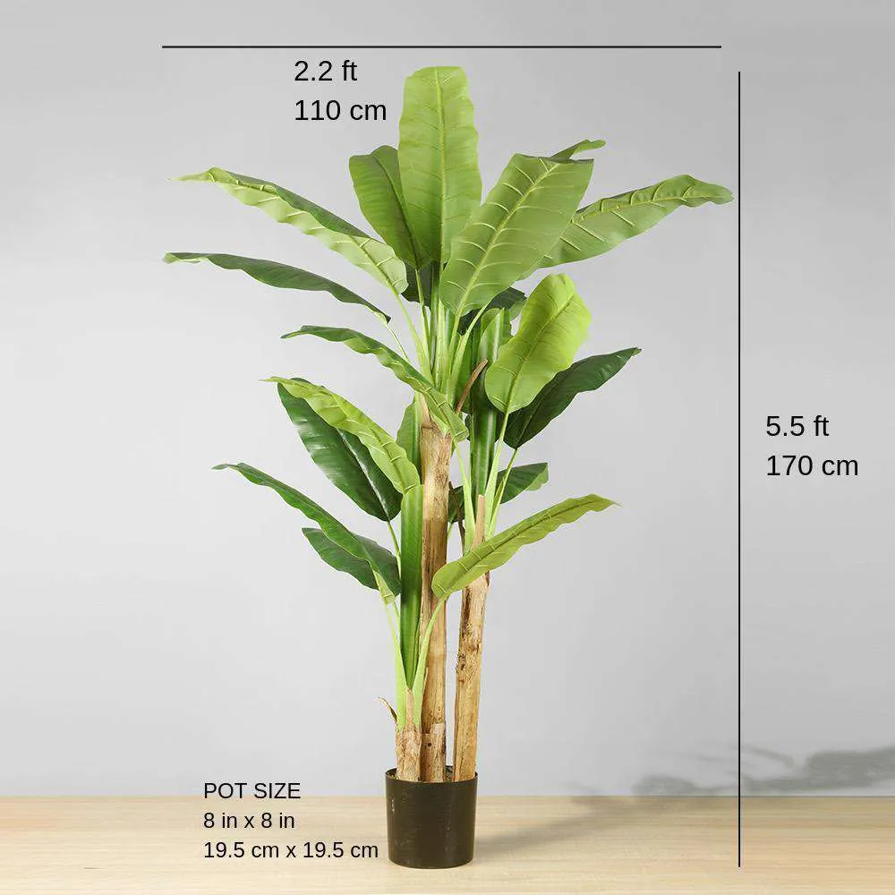 Anna artificialis Musa arbore potted plant