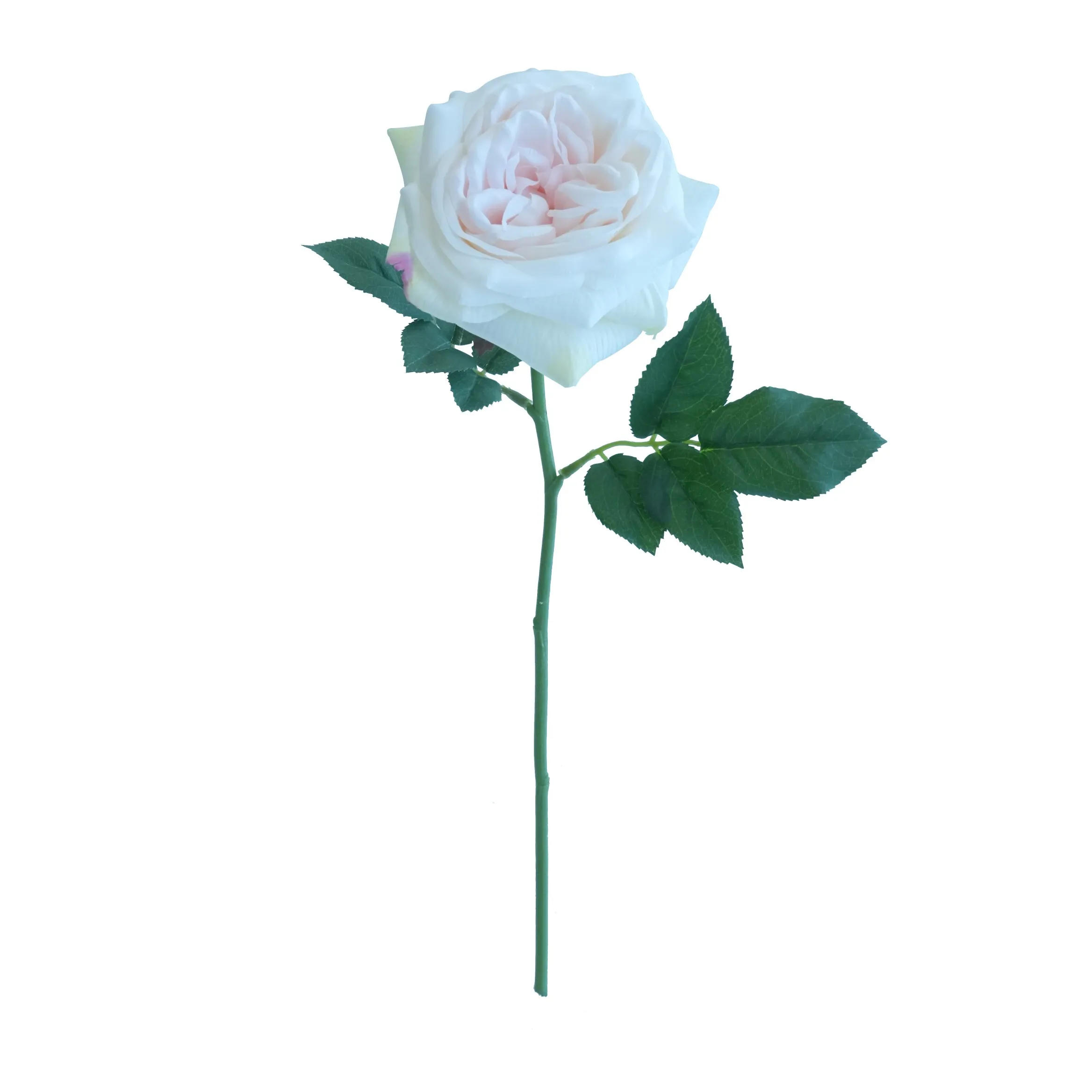 Short lilium Rose
