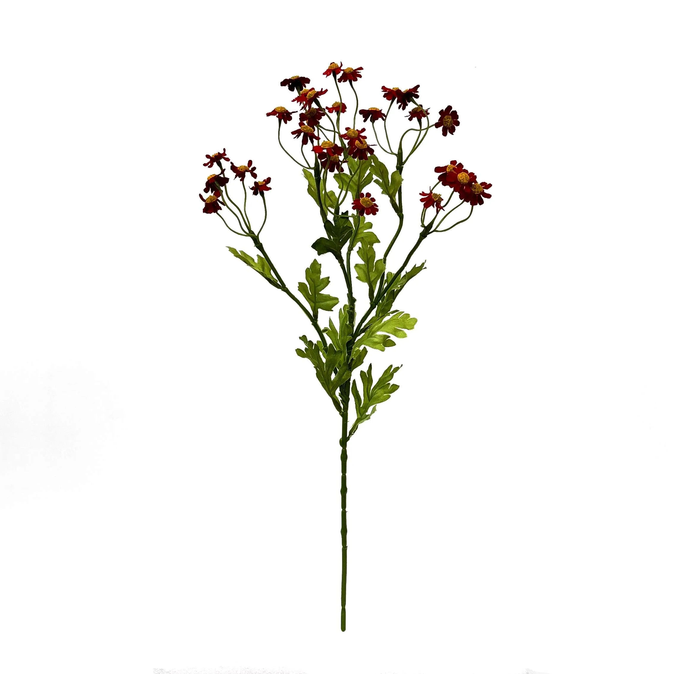Unum parum primula
