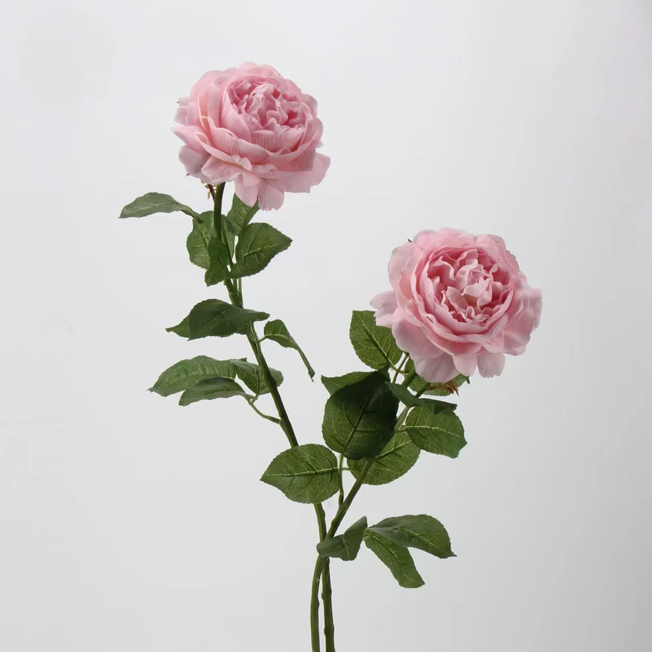 R. Lotus Rose