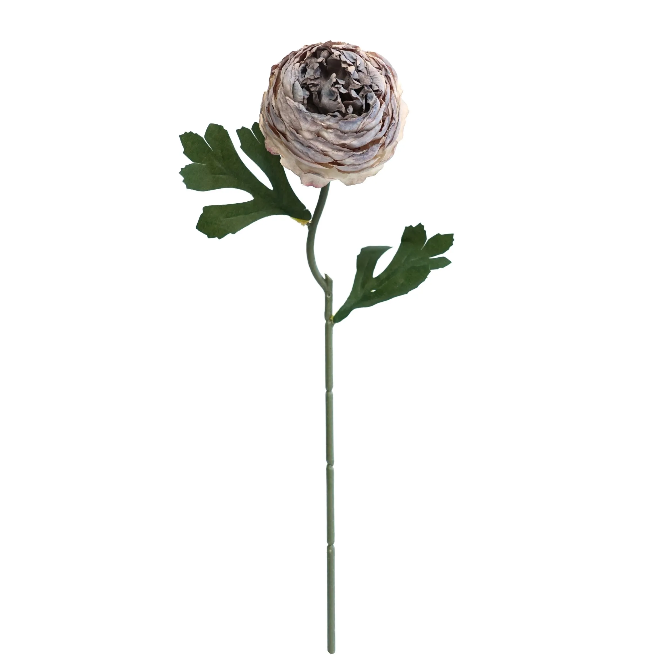 concisi tea pruna