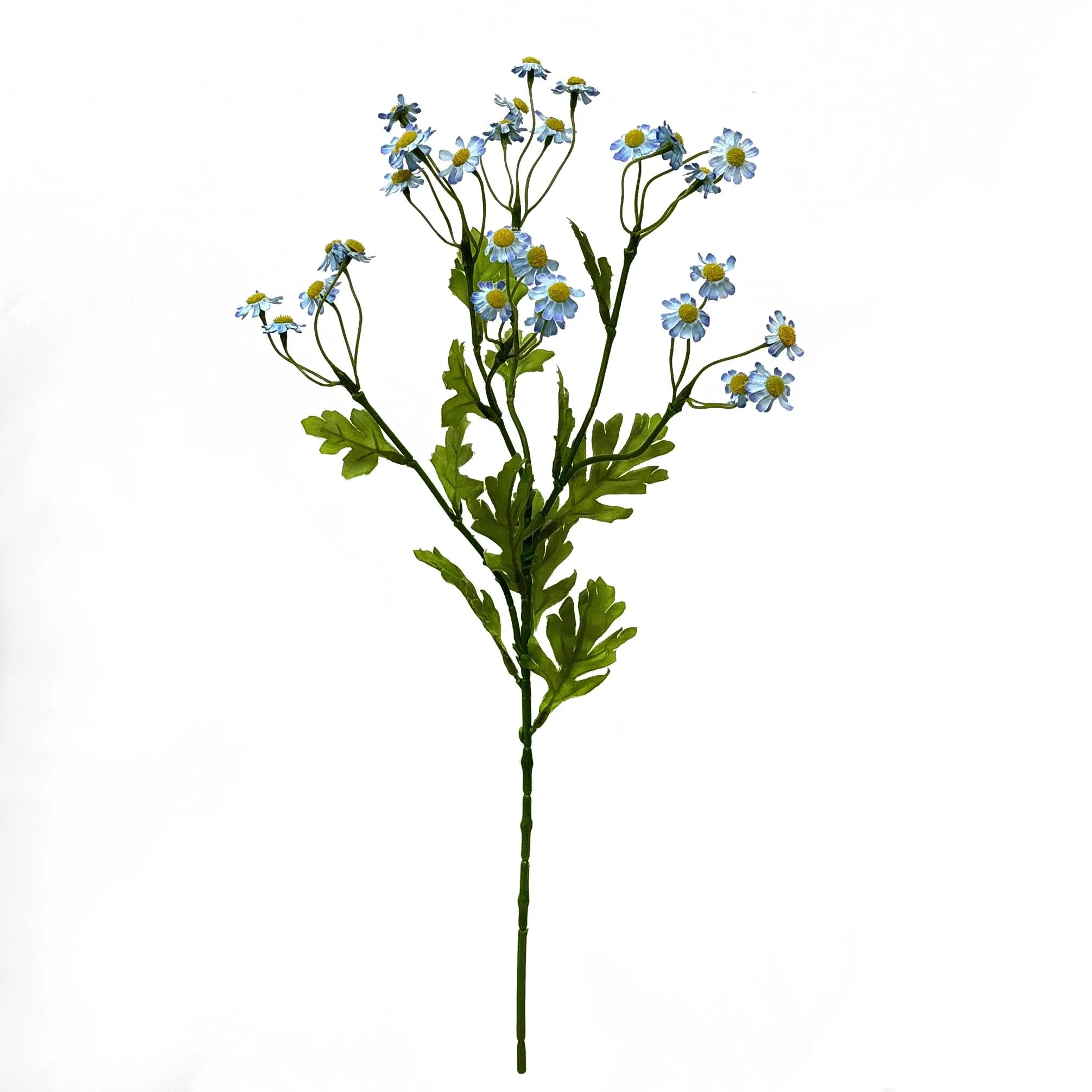 Unum parum primula