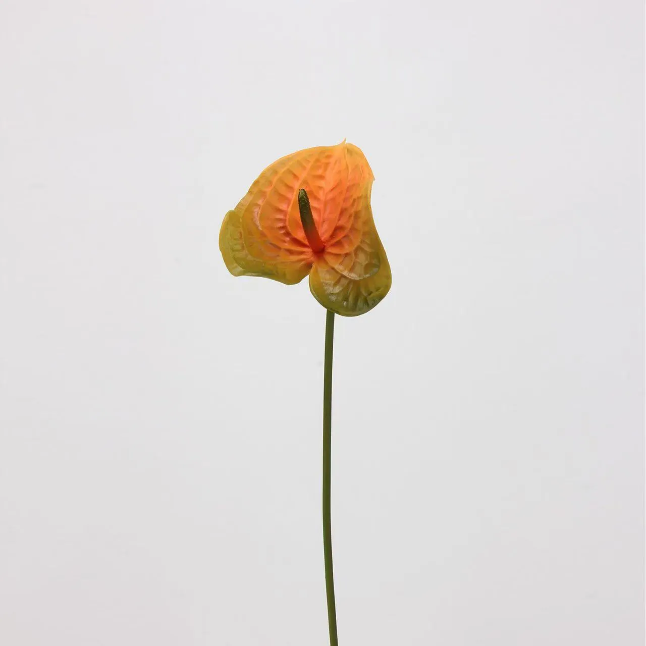 anthurium palmam