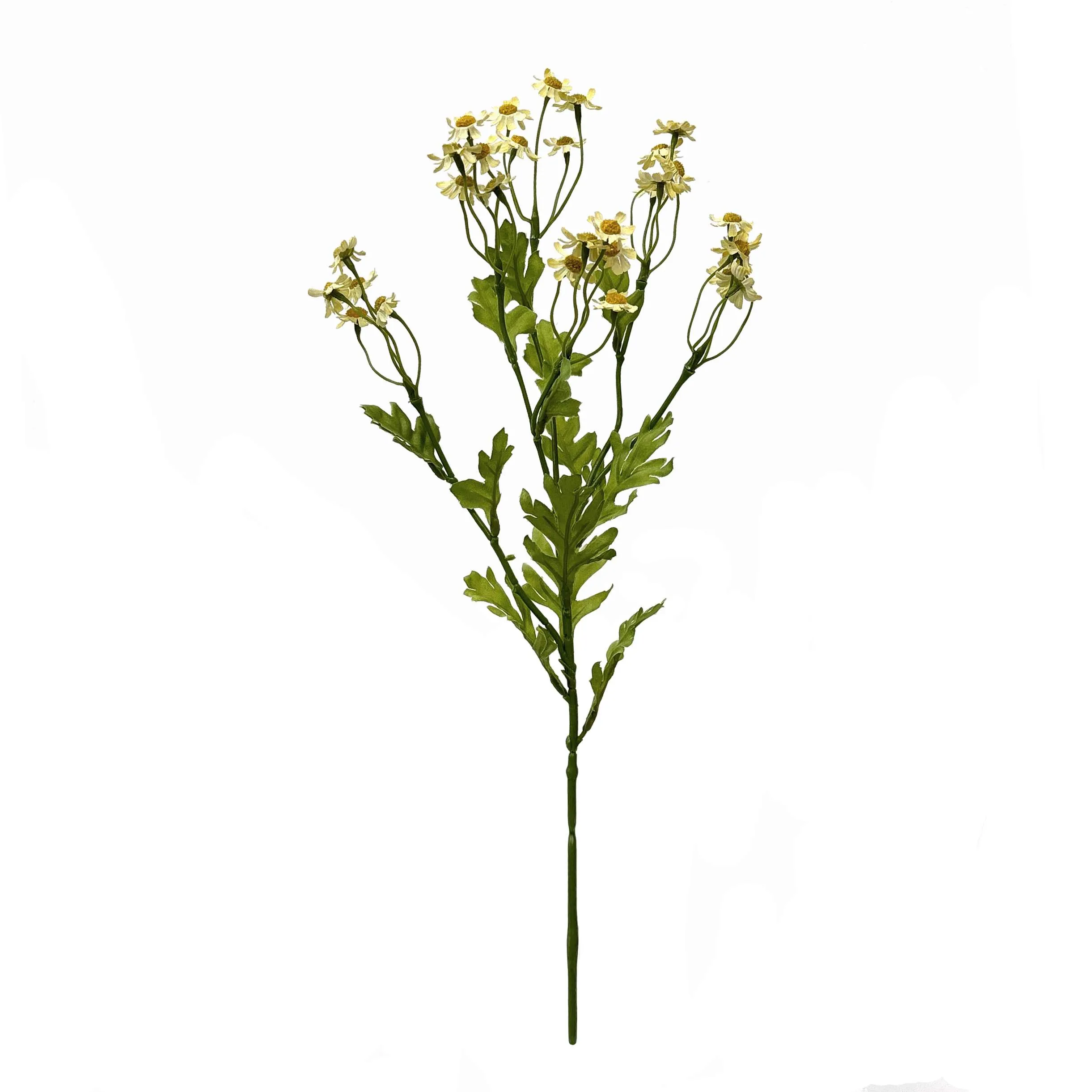 Unum parum primula