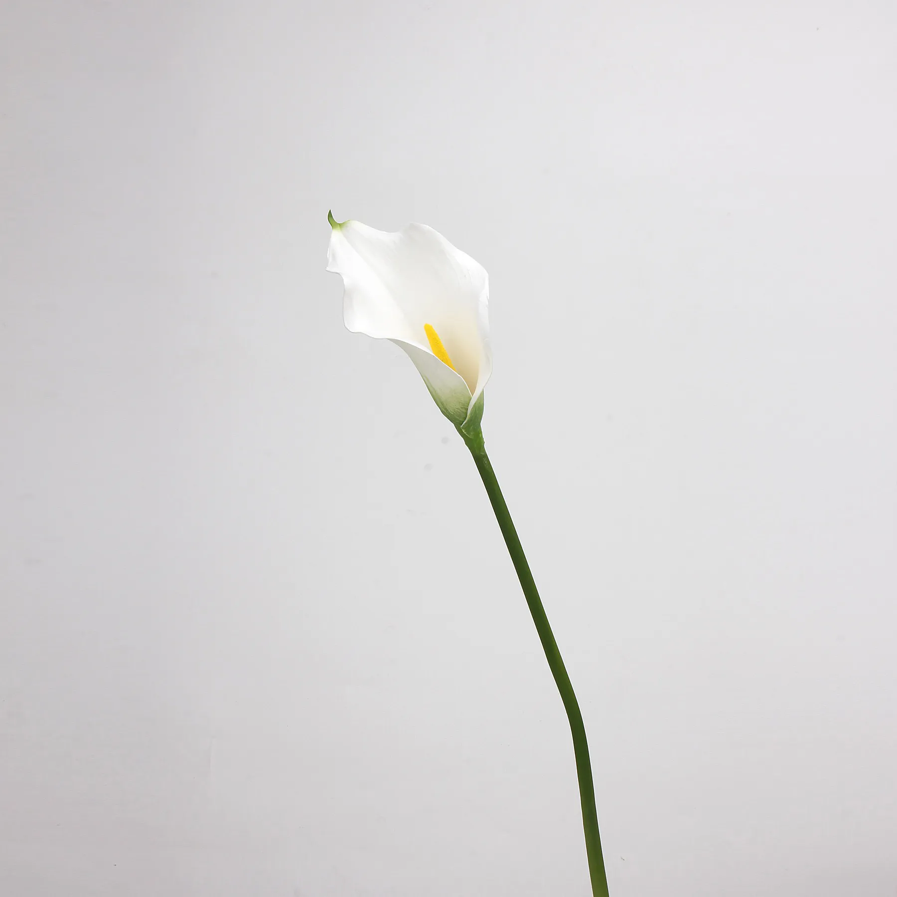 Calla lilium