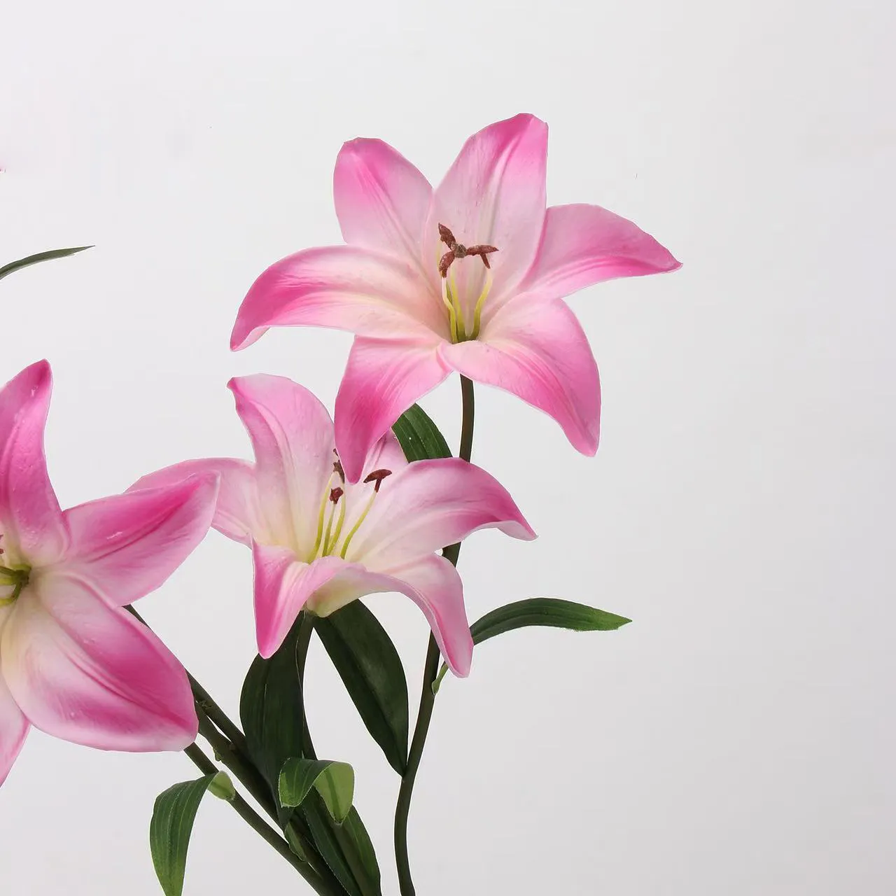Amans lilium