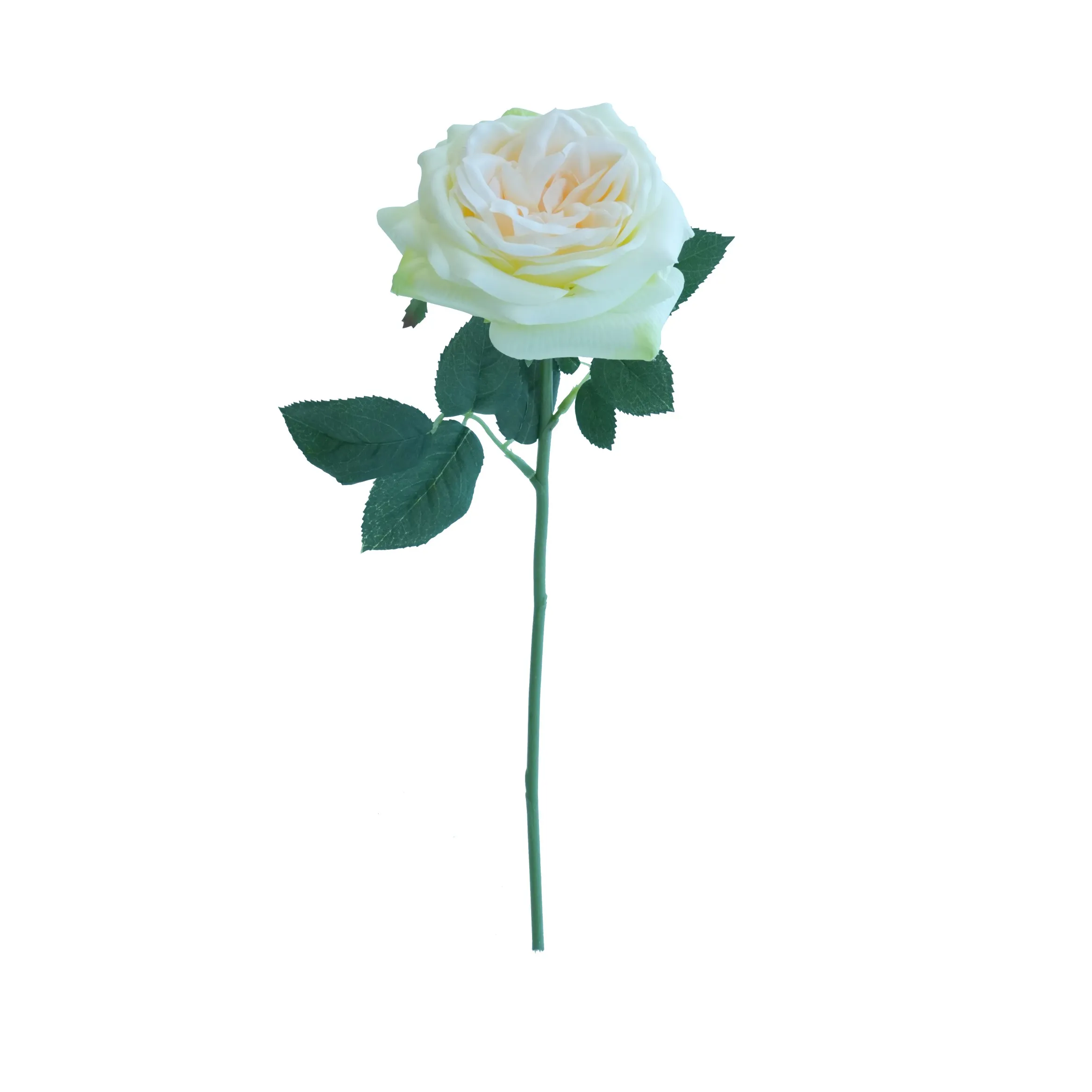 Short lilium Rose