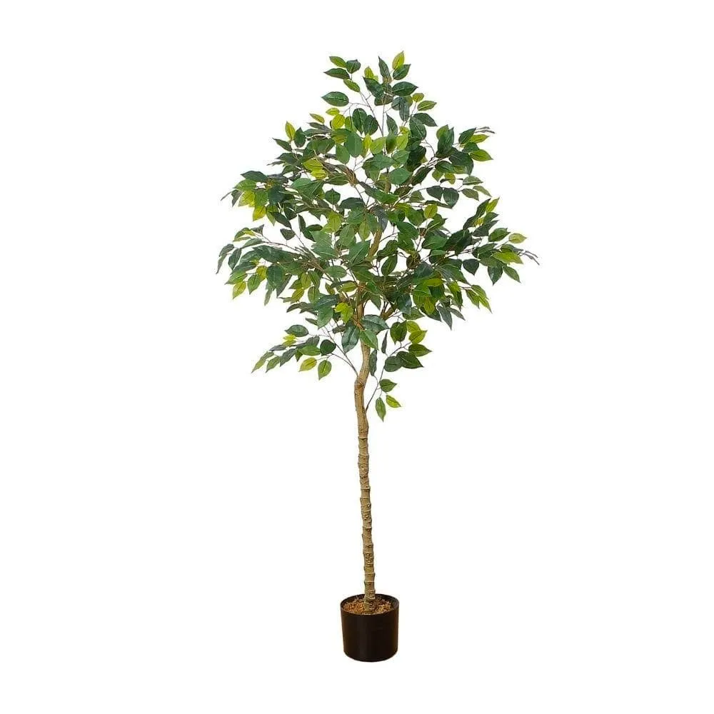 Artificialis Ficus lignum potted Plant (Multiple Sizes)