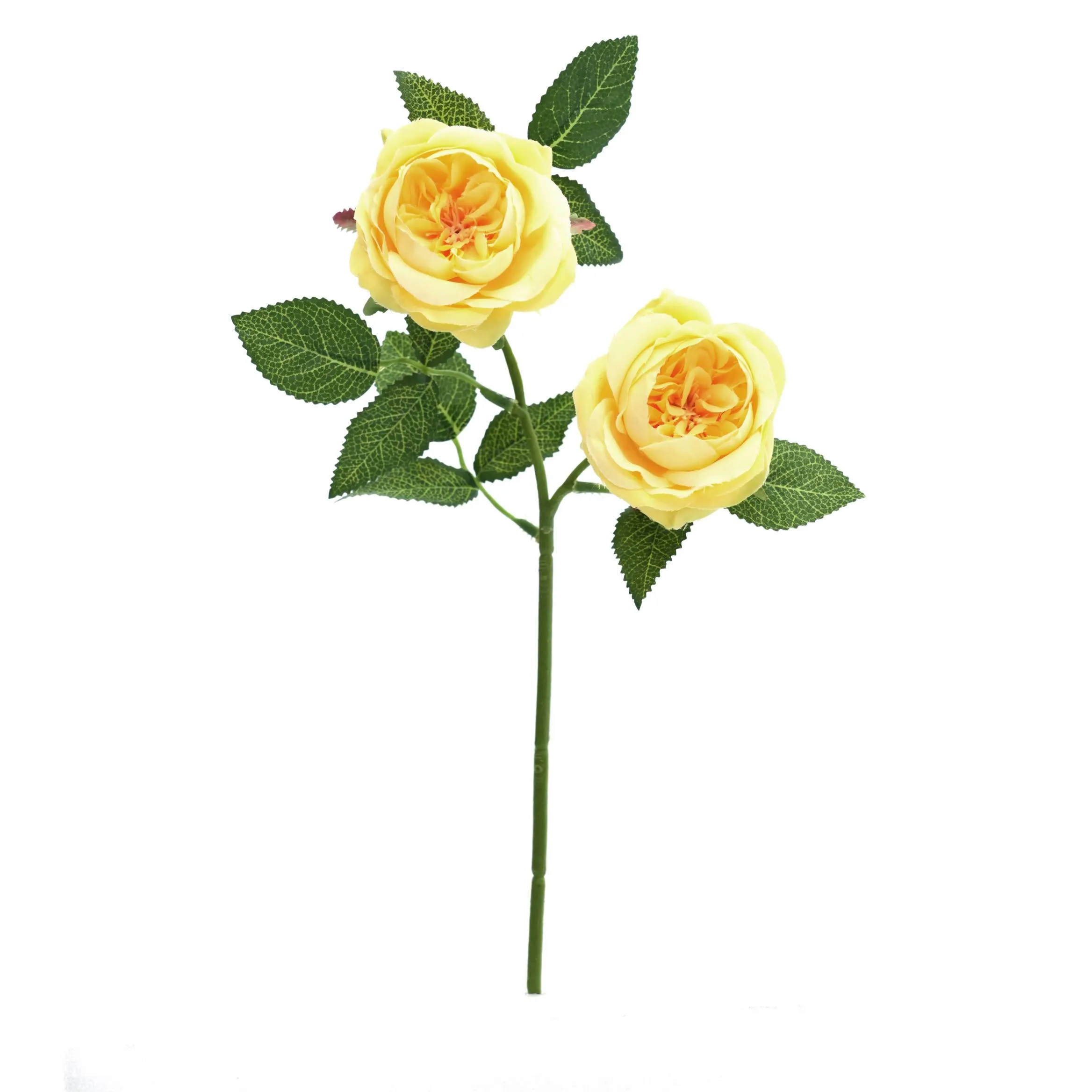 II rosas