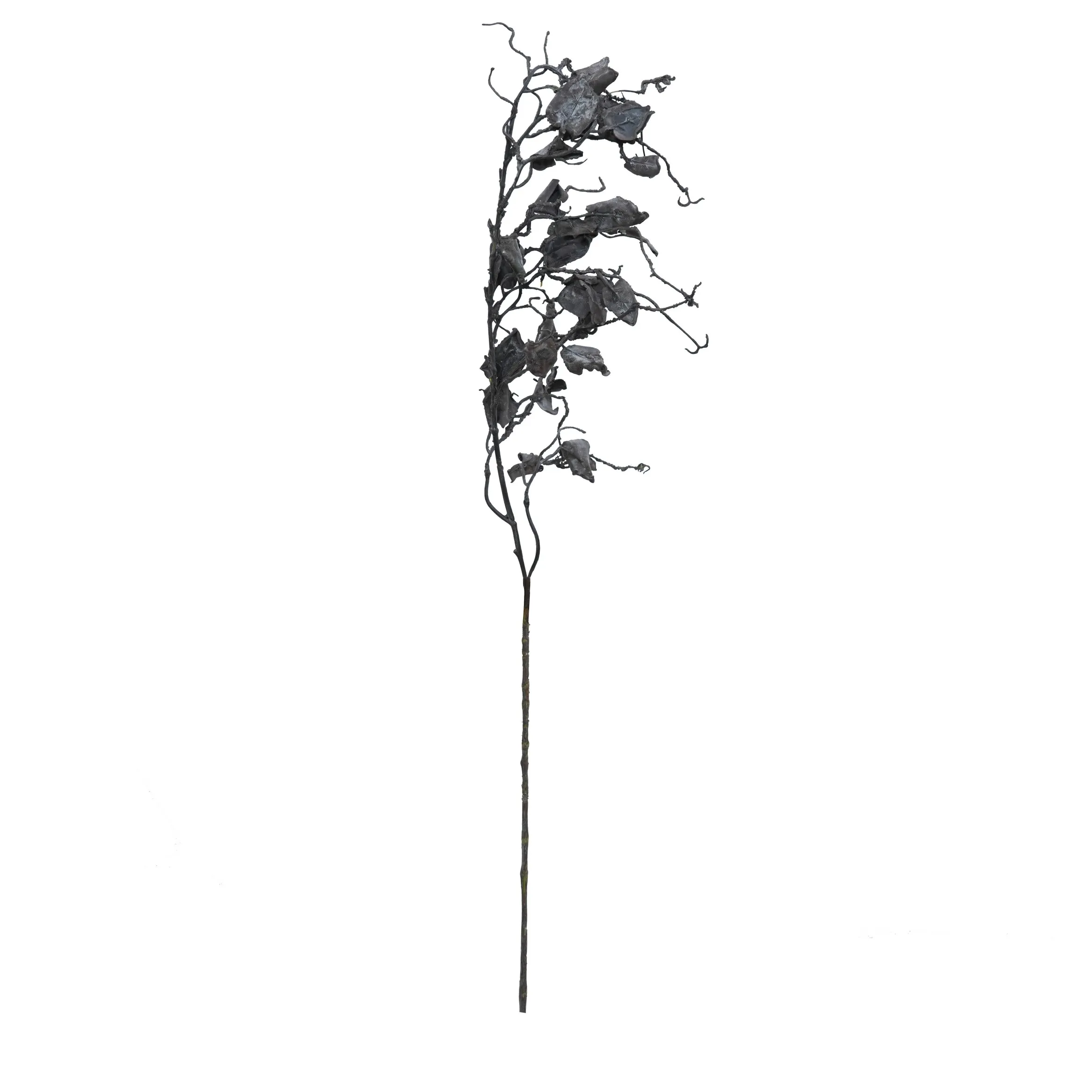 A unum draco barbatum II
