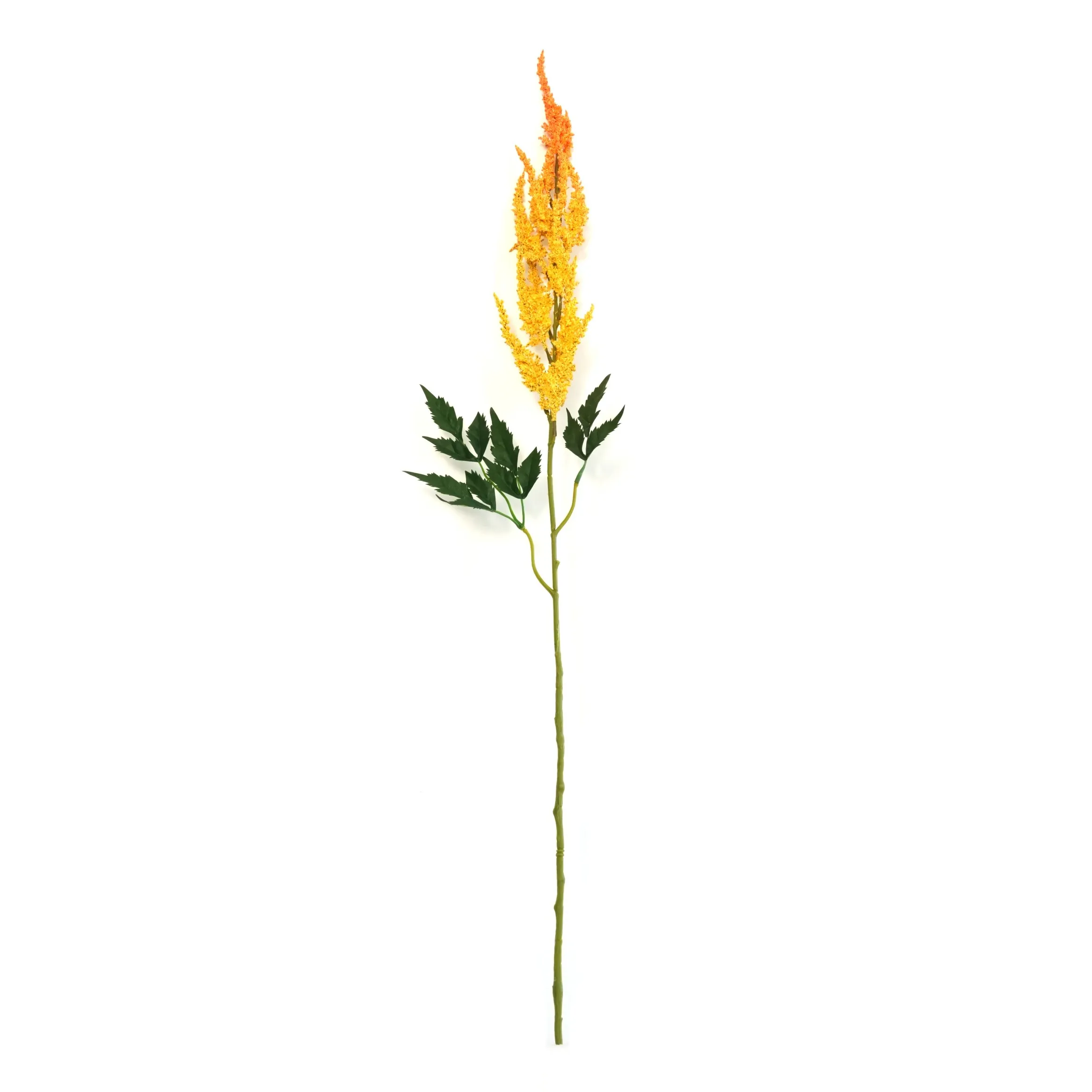 Astilbe chenis