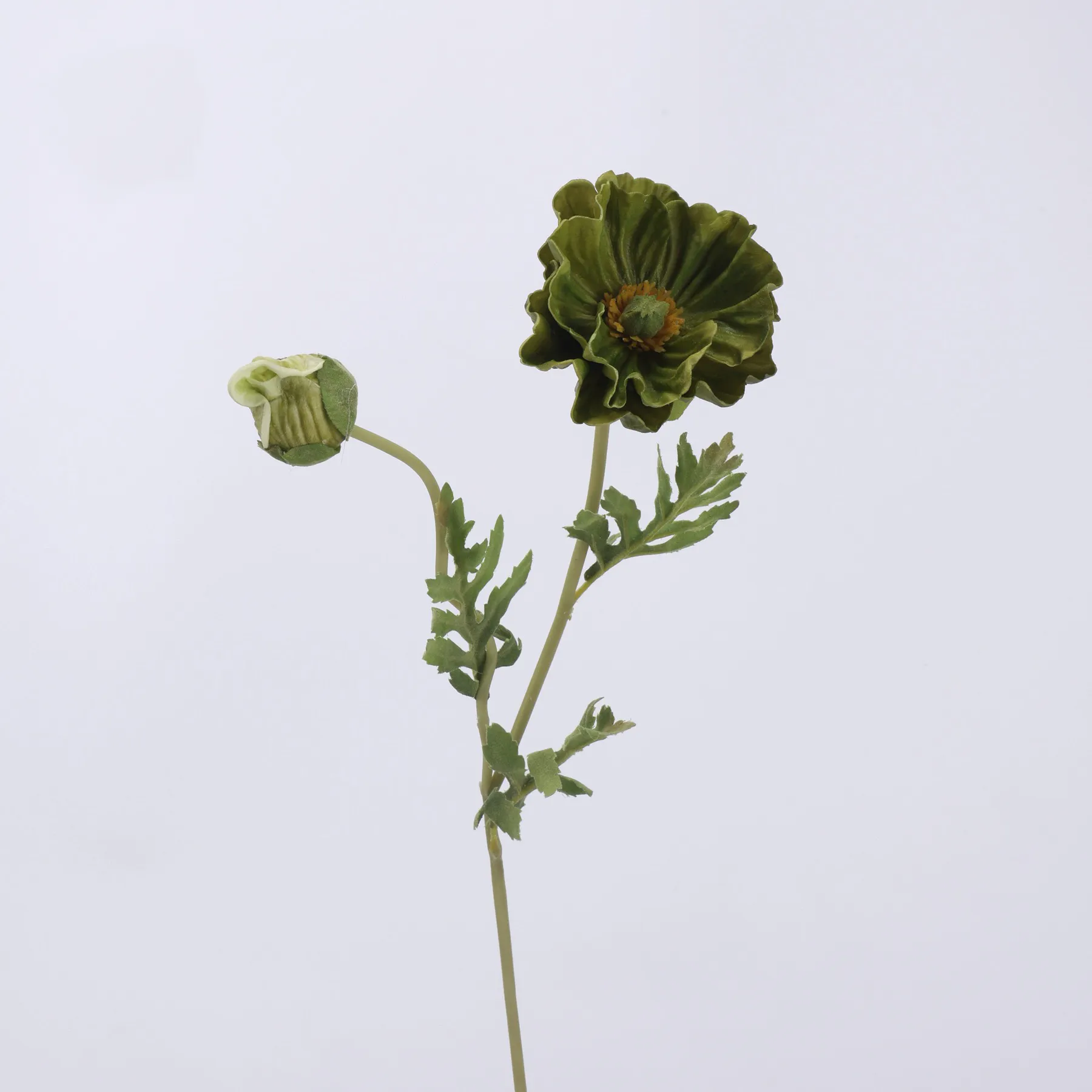 populum