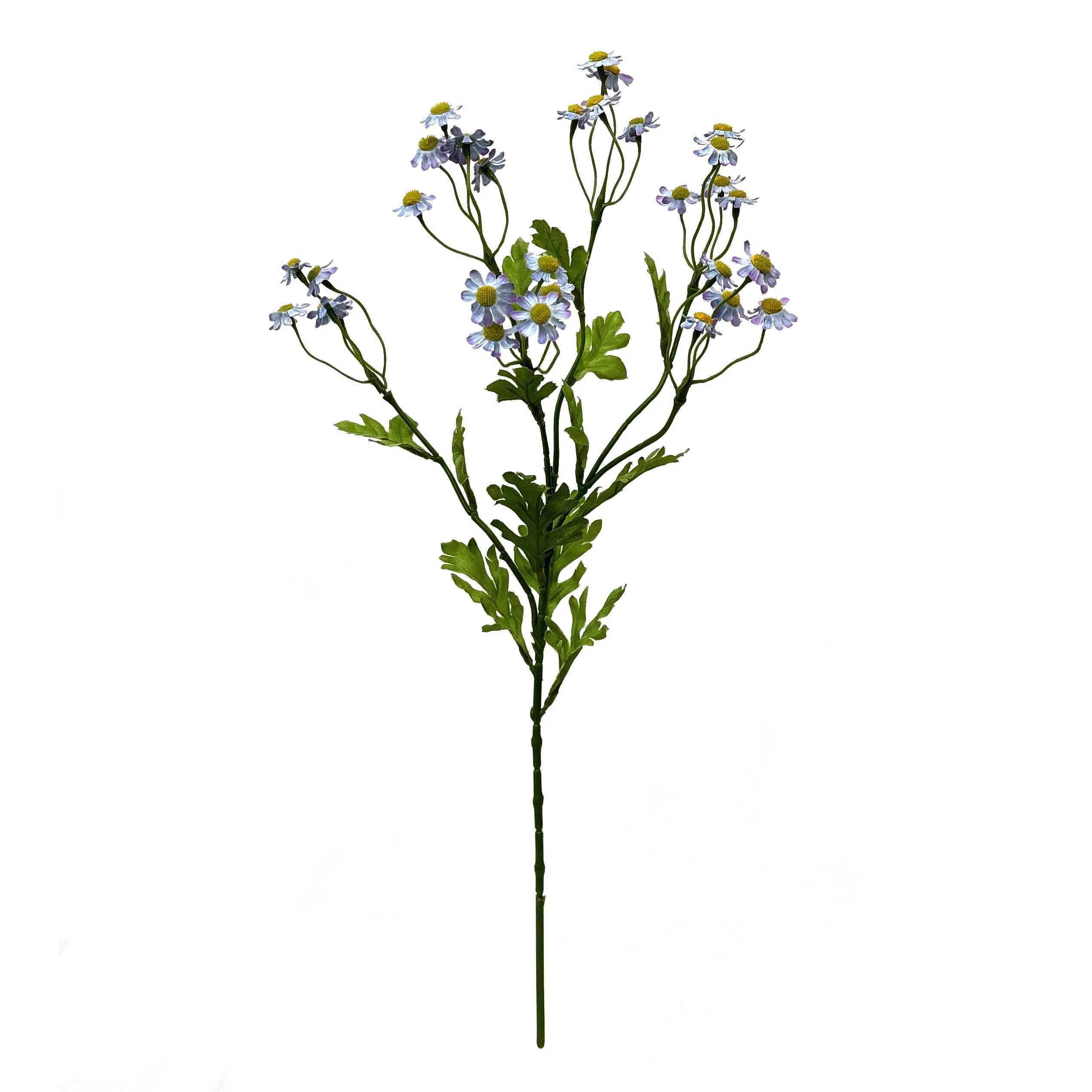 Unum parum primula