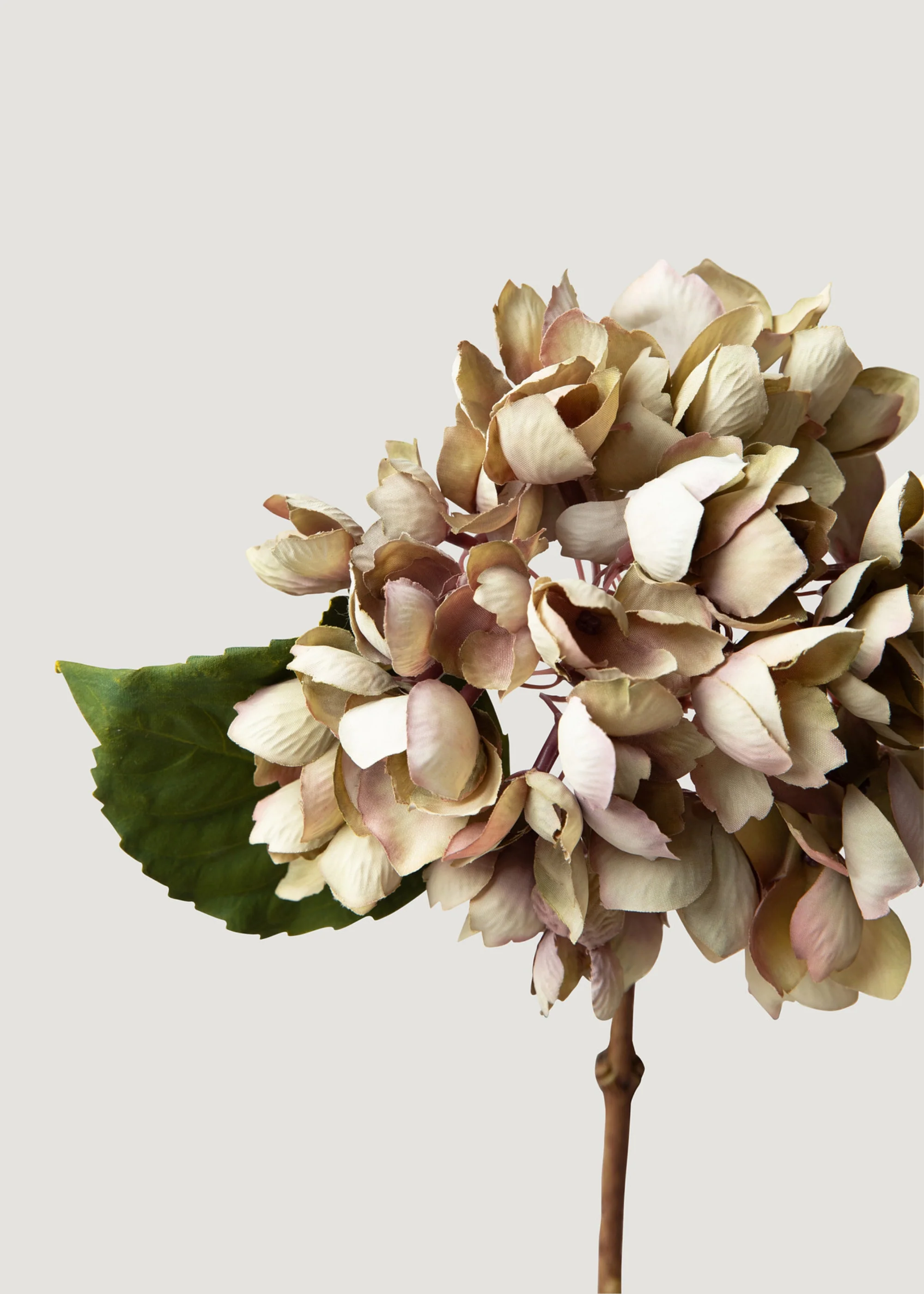 Exaruit vultus fake Hydrangea flos