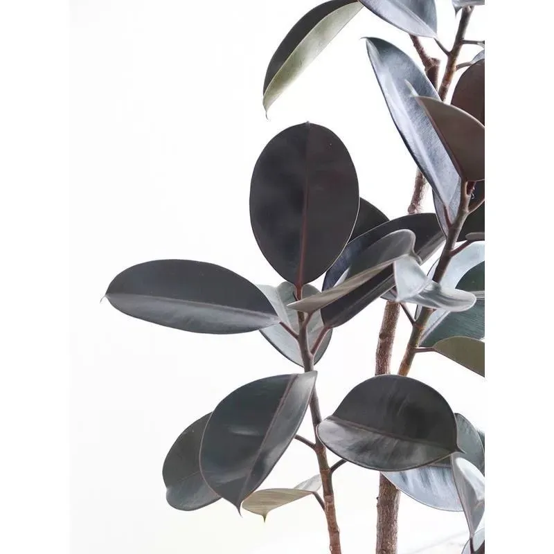 Artificialis Flexilis potted plant