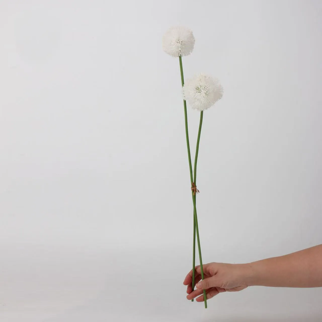 Allium giganteum