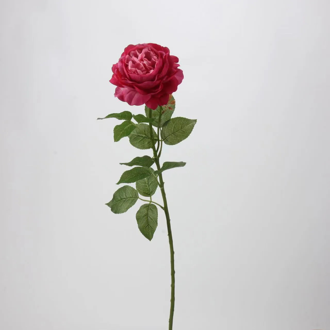 R. Lotus Rose