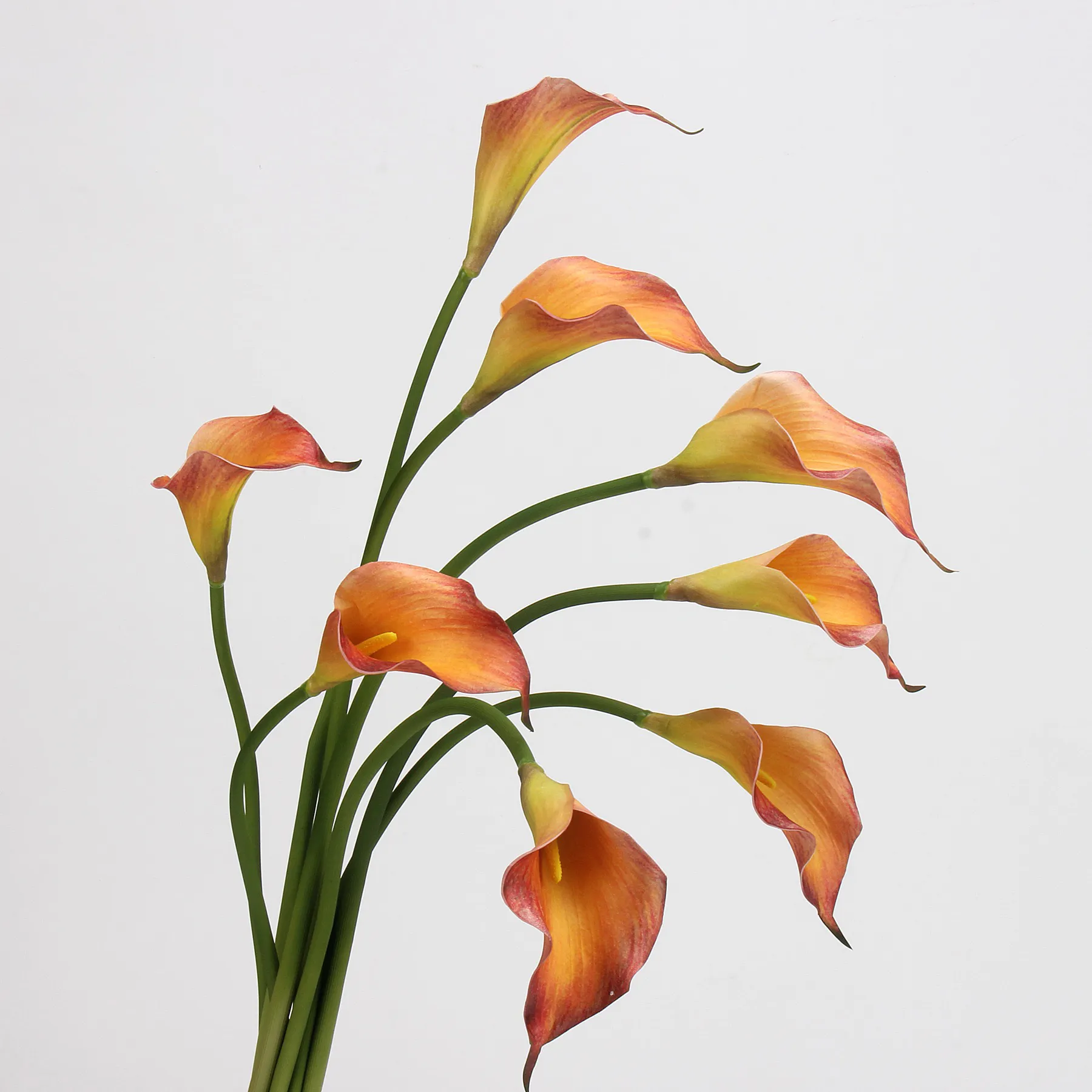 Calla lilium