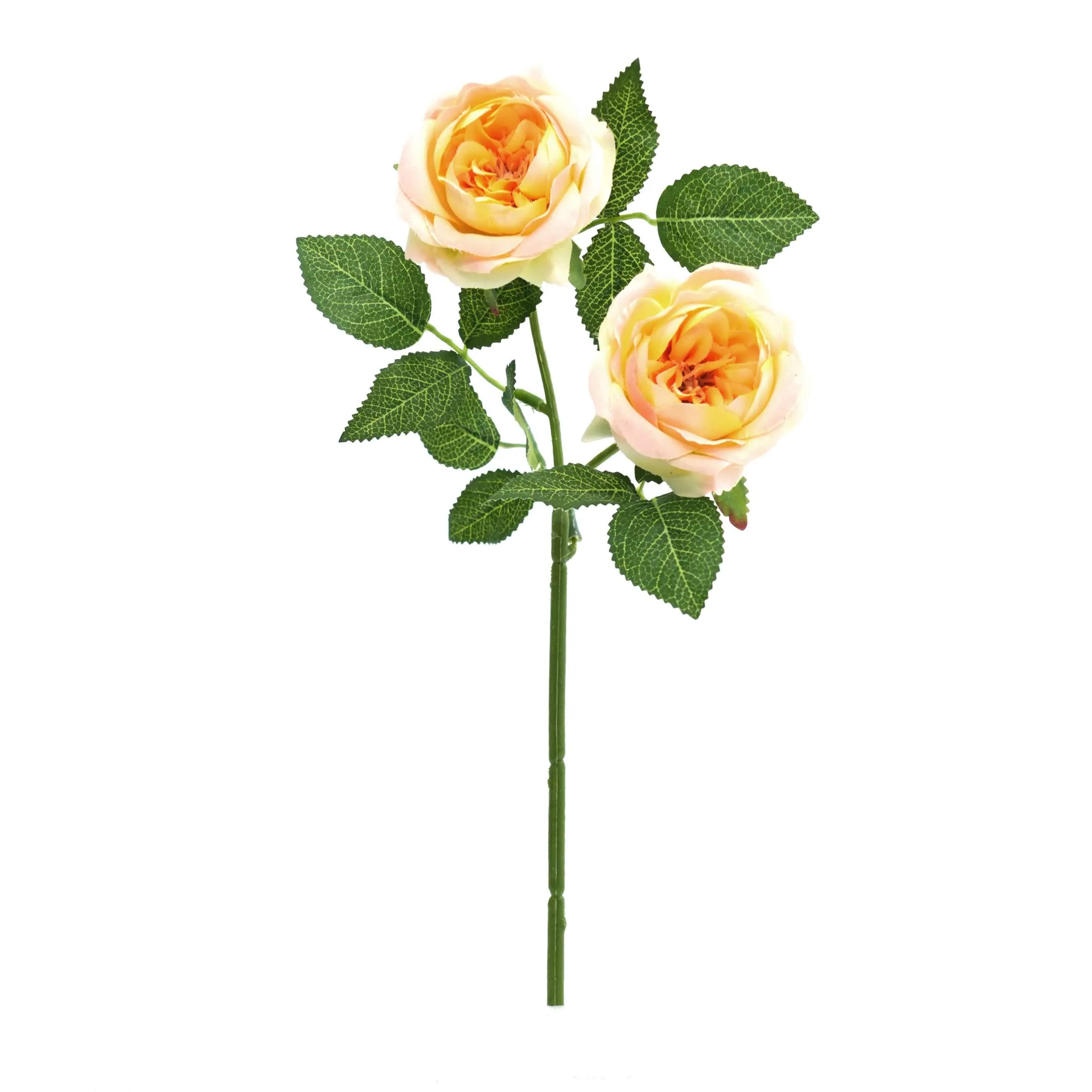 II rosas