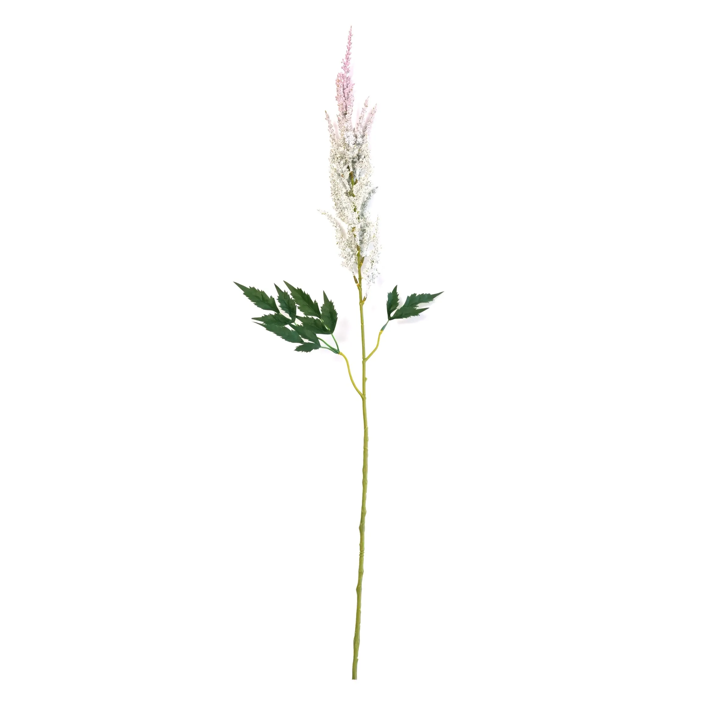 Astilbe chenis