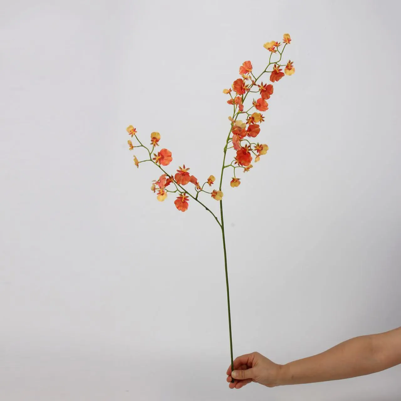 choris orchid