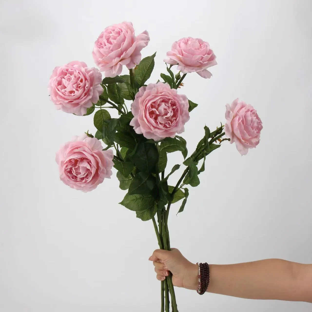 R. Lotus Rose