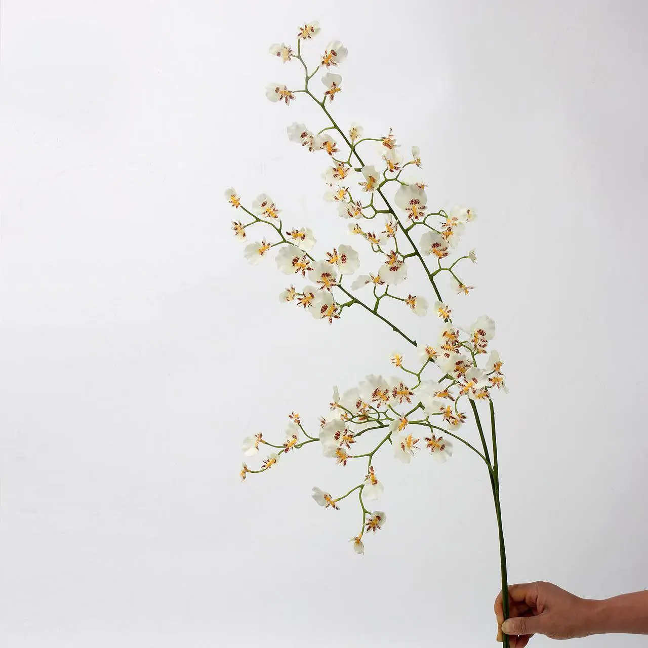 choris orchid