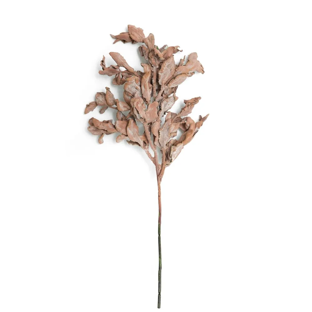 Short-ramosis yuanbao folium