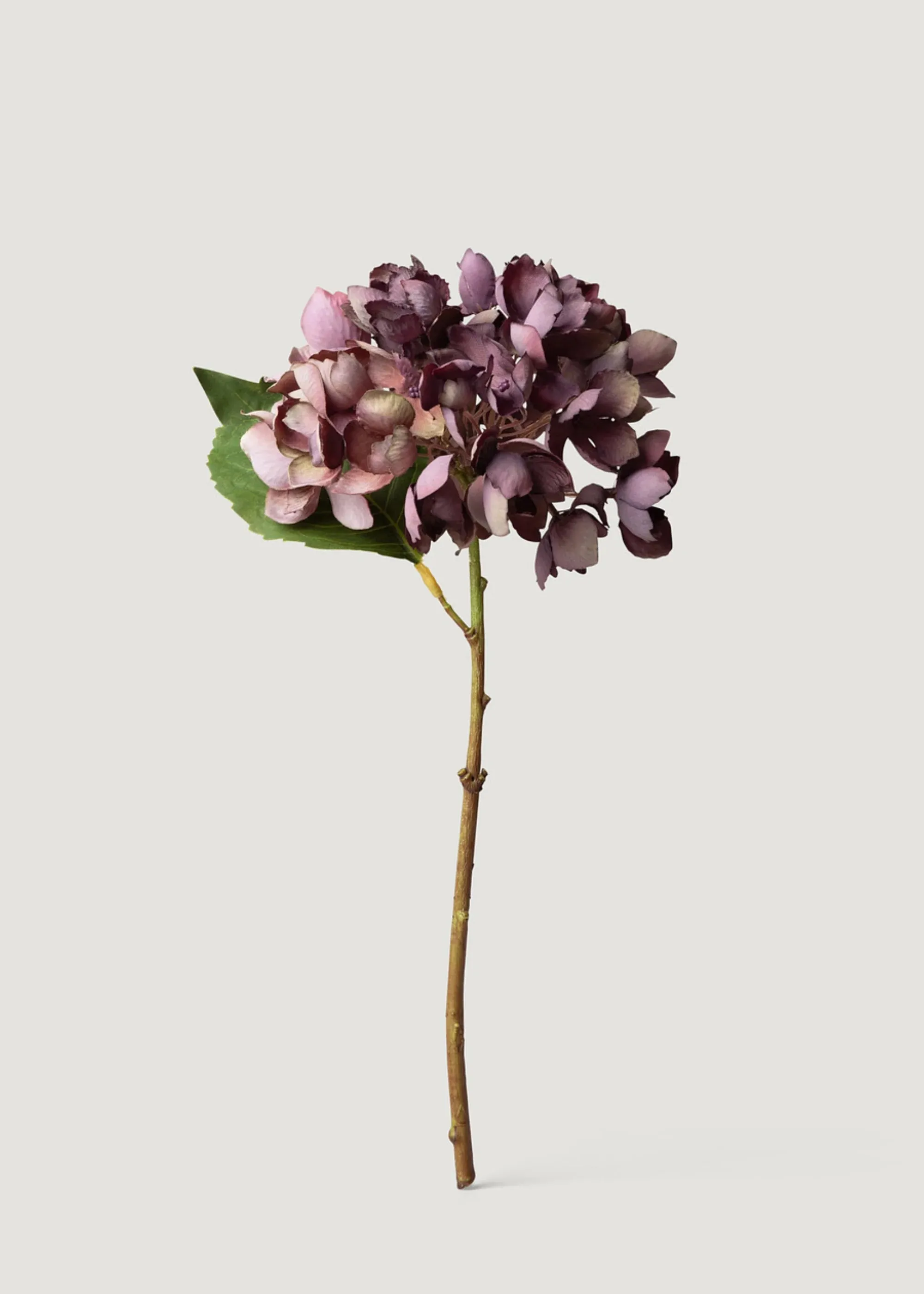 Exaruit vultus fake Hydrangea flos