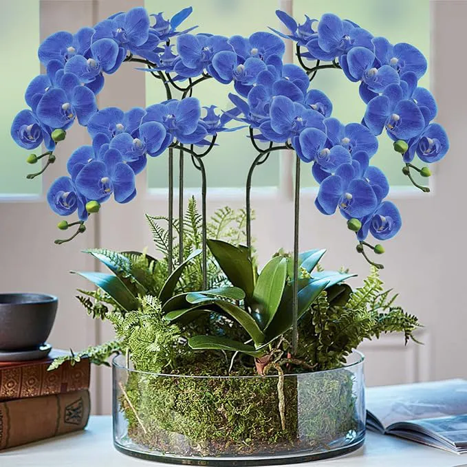 Phalaenopsis orchid