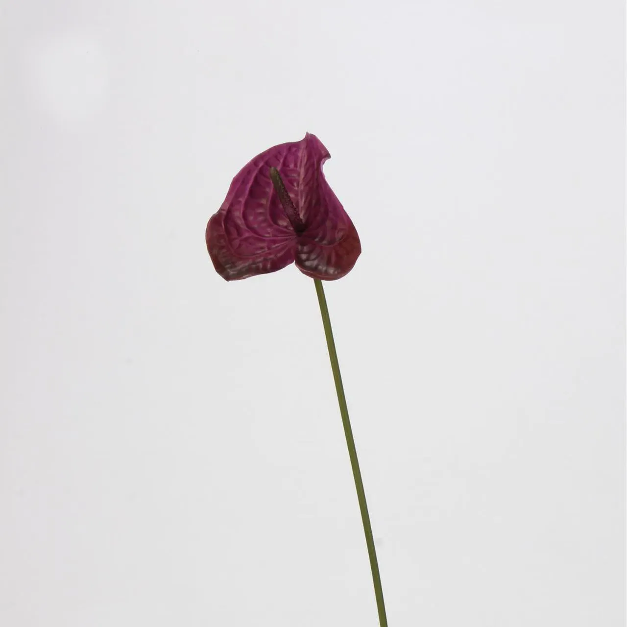 anthurium palmam