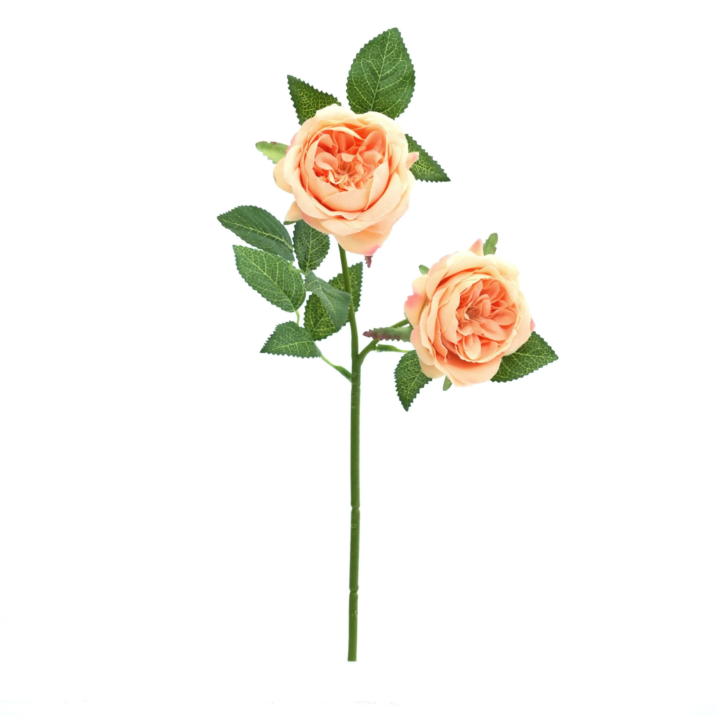 II rosas