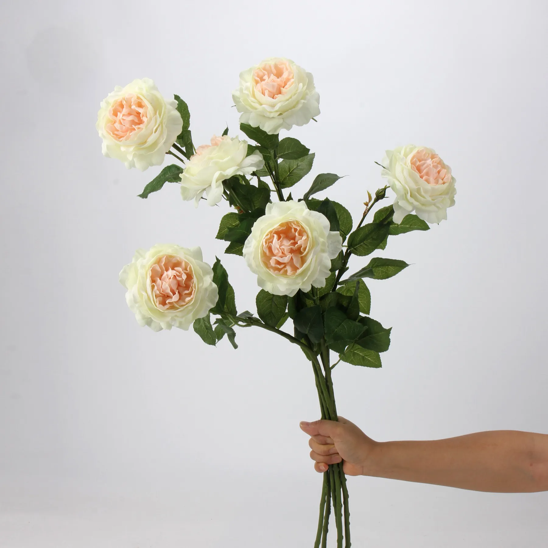 R. Lotus Rose