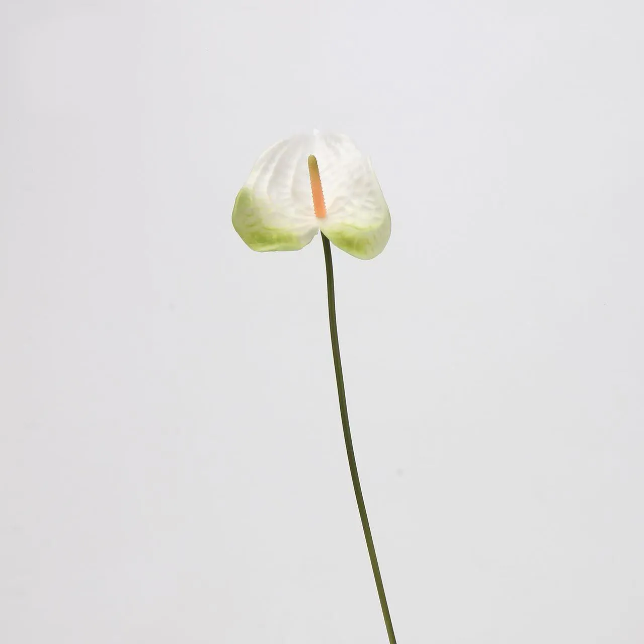 anthurium palmam